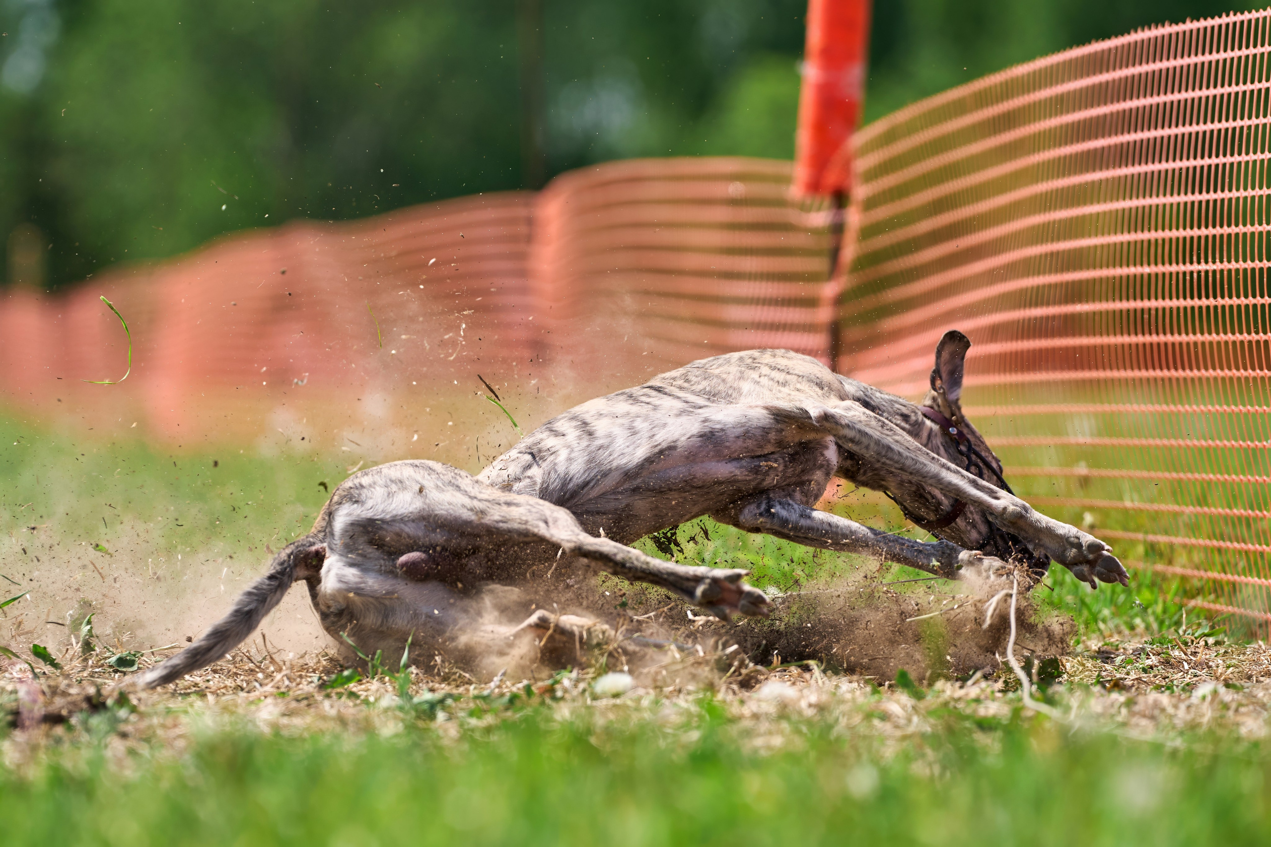 Квалификация по рейсингу. РАЛББ и Курсинг на Ярославке. Фотограф-анималист Михаил Манухин