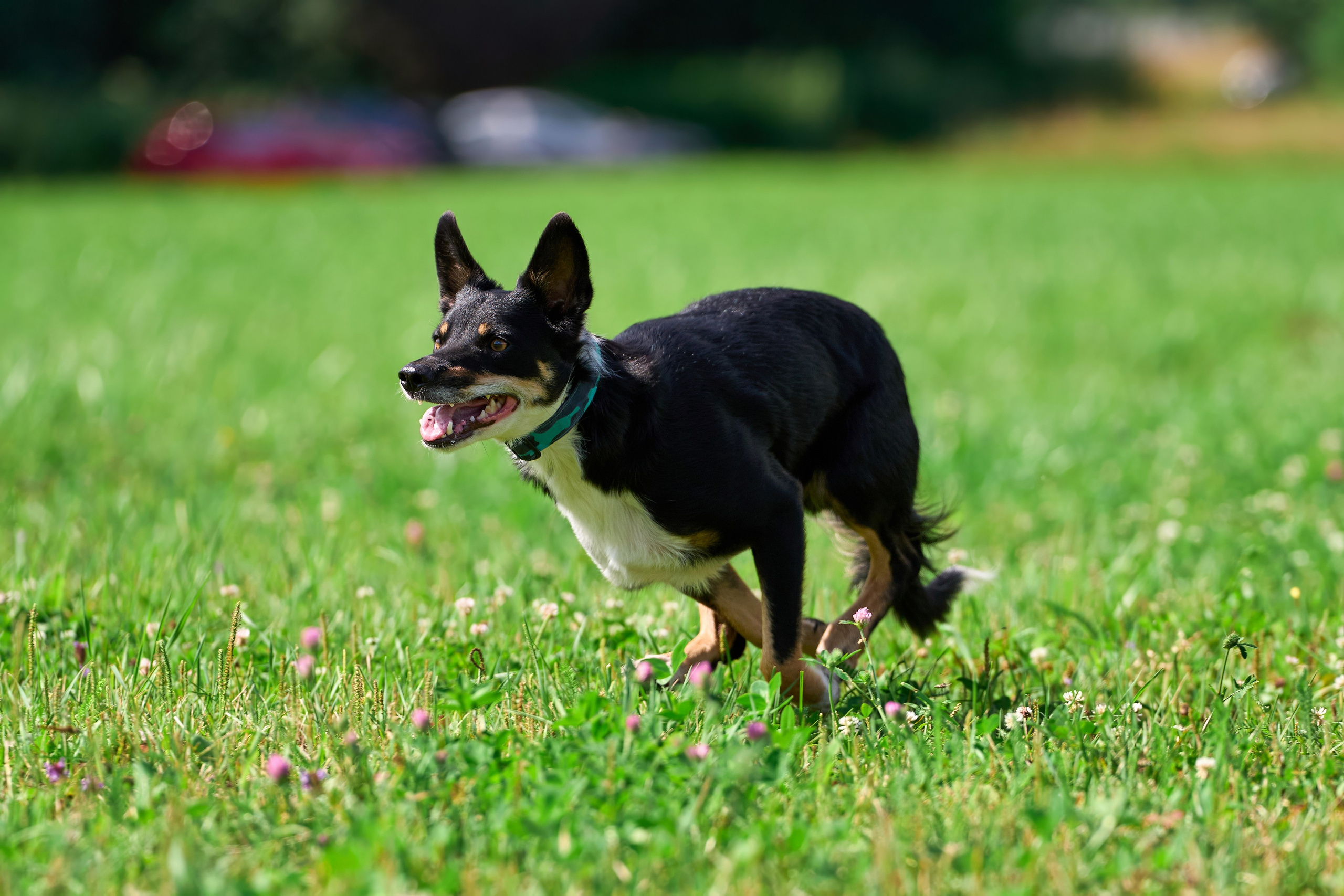 Тренировка в Донино. Фотограф-анималист Михаил Манухин