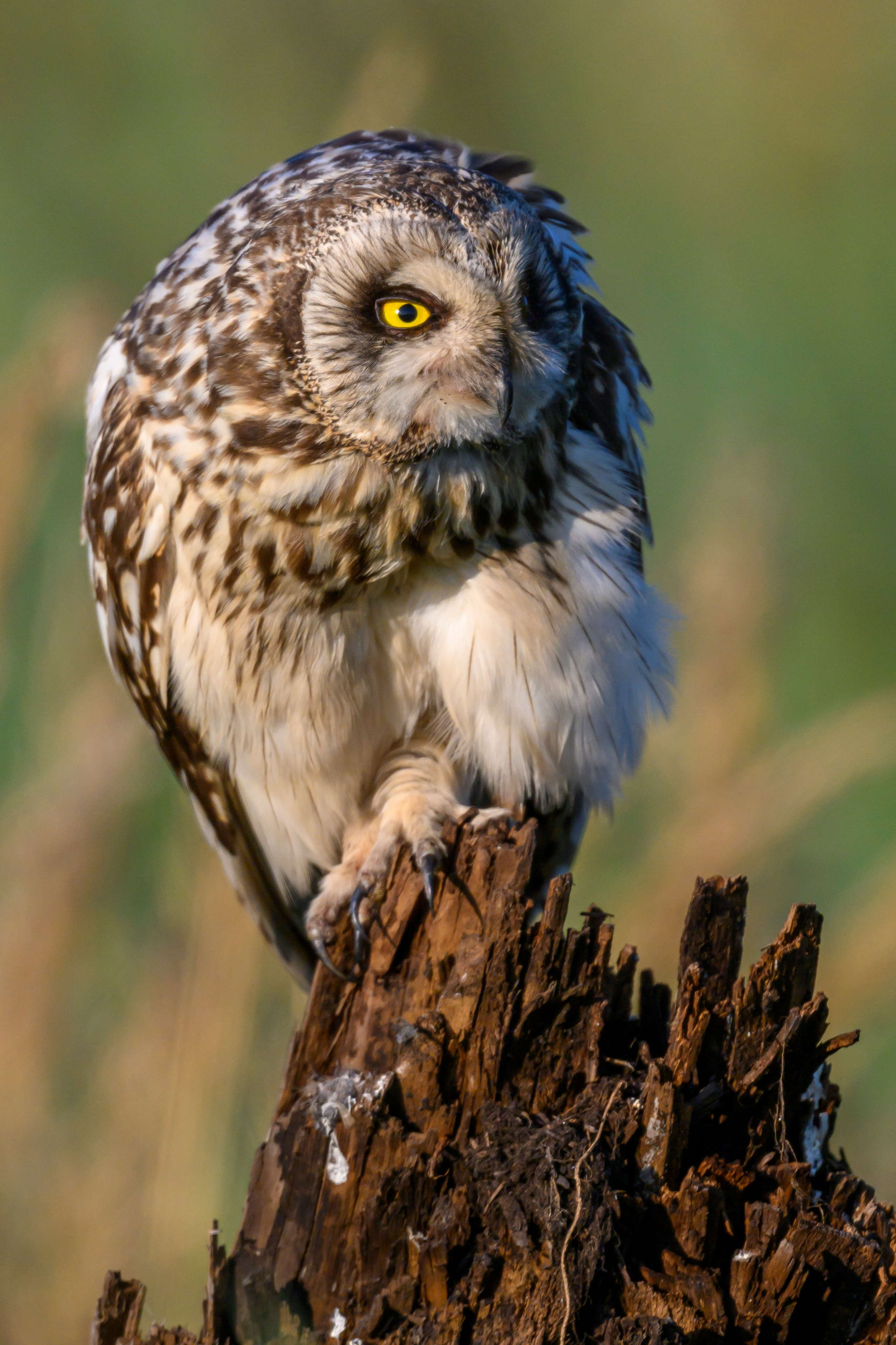 Портреты совы и драка с лунем. Portraits of an owl and a fight with a harrier. Wildlife photography by Sergey Puponin