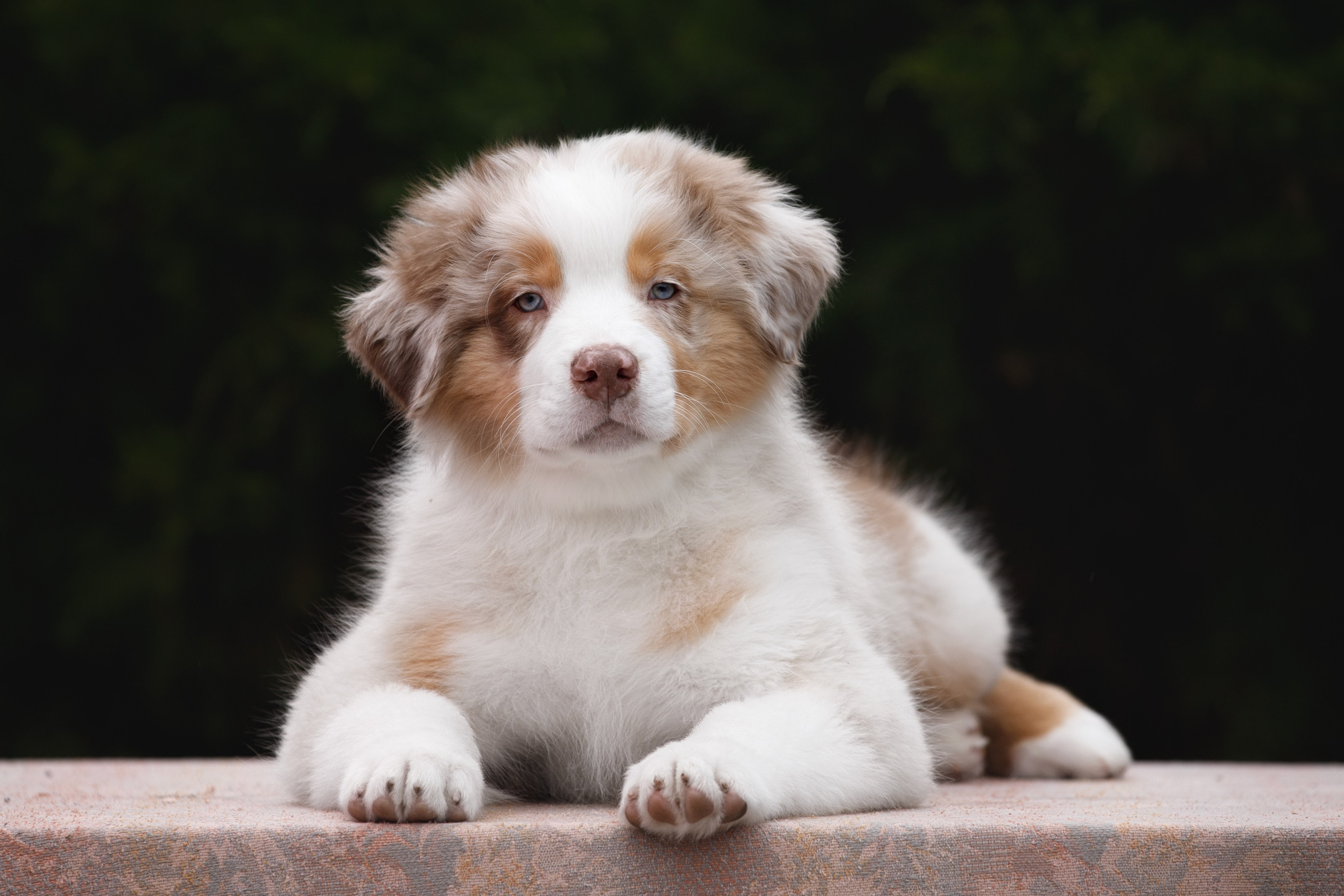 Щенки. Фотограф-анималист в Калуге Мария Шерскова