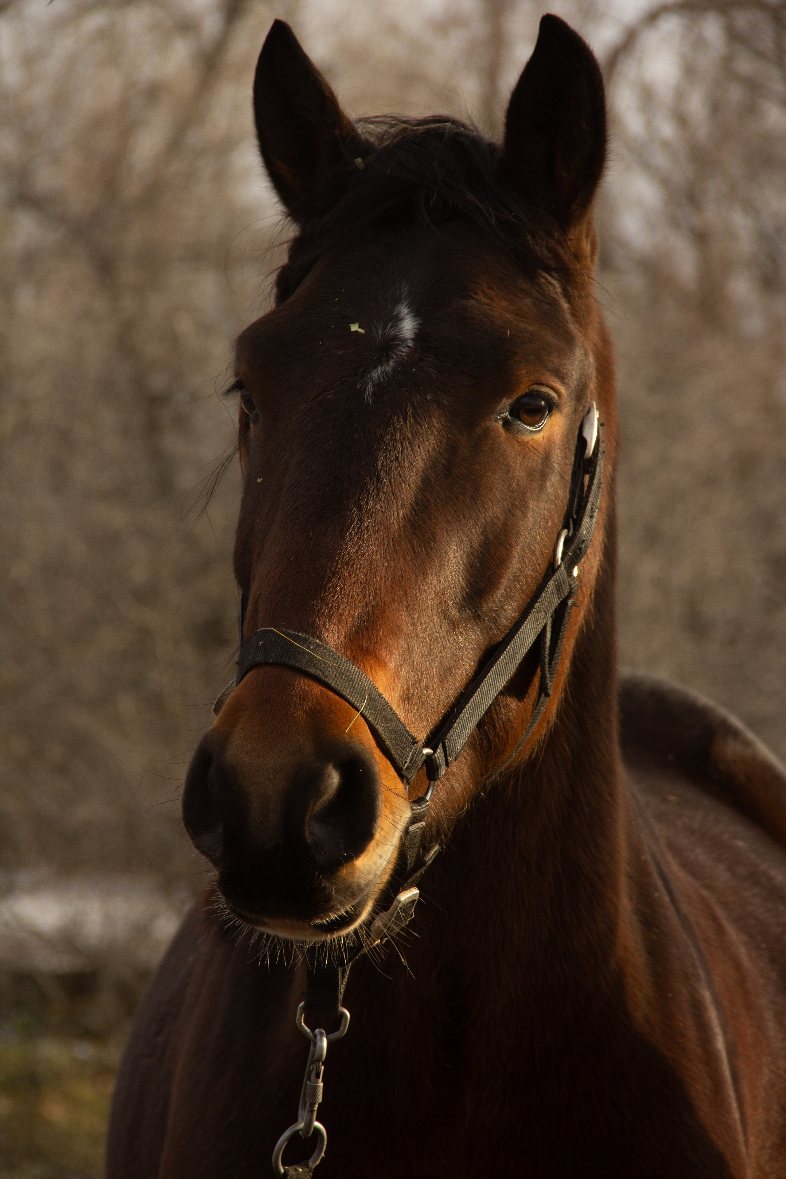 Маленькая предновогодняя сказка. Фотограф lifestyle, фотографирую жизнь, эмоции, красоту. Волгоград