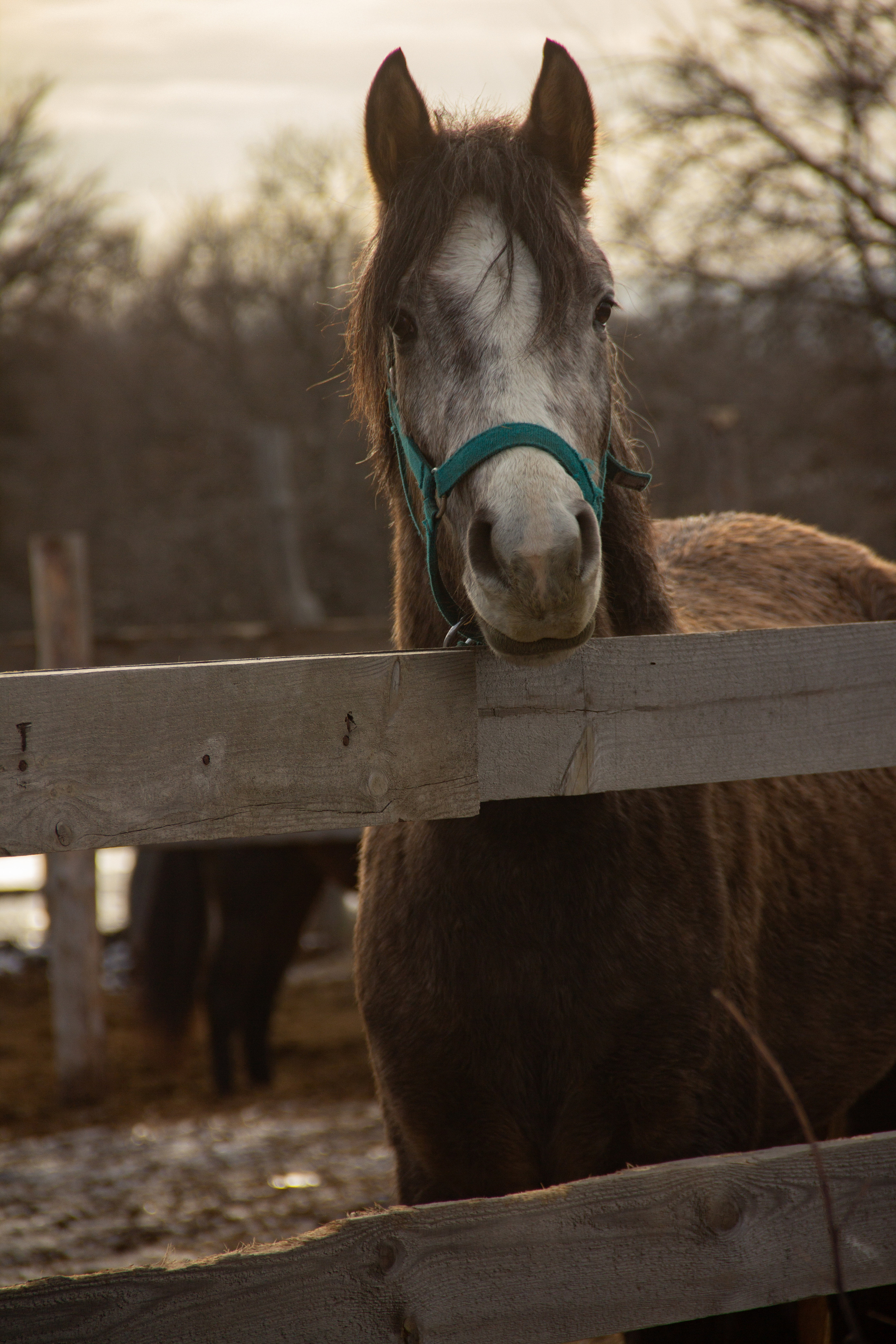 Маленькая предновогодняя сказка. Фотограф lifestyle, фотографирую жизнь, эмоции, красоту. Волгоград