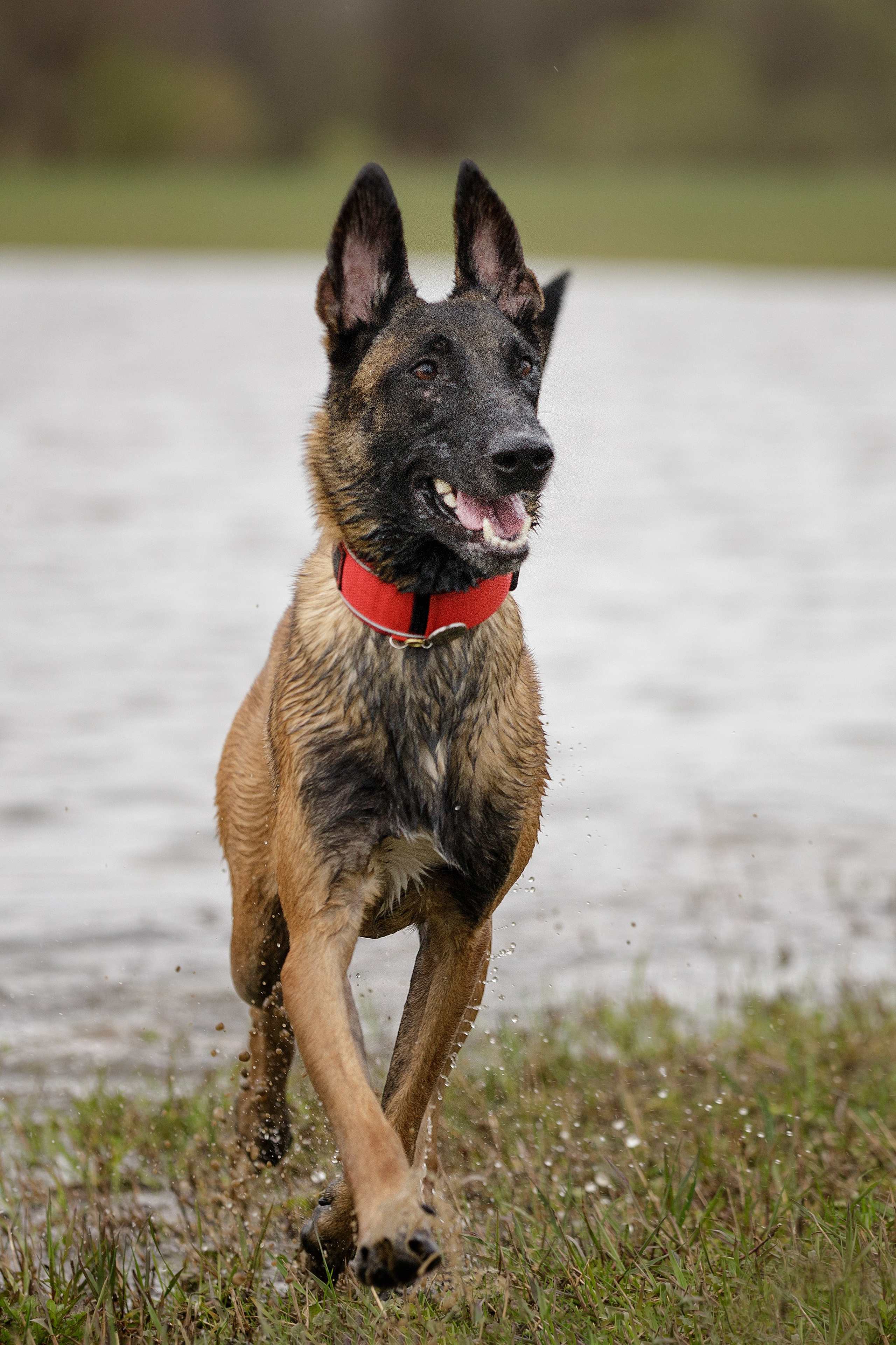 Рапира, Гудди и Вельвет. Фотограф-анималист в Калуге Мария Шерскова