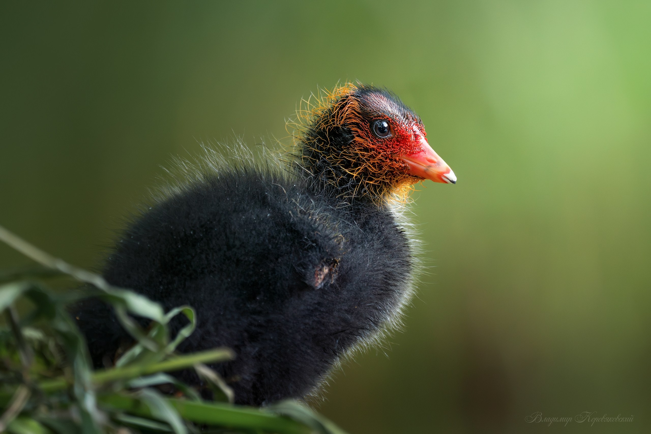 Животные. Фотограф Владимир Коровяковский