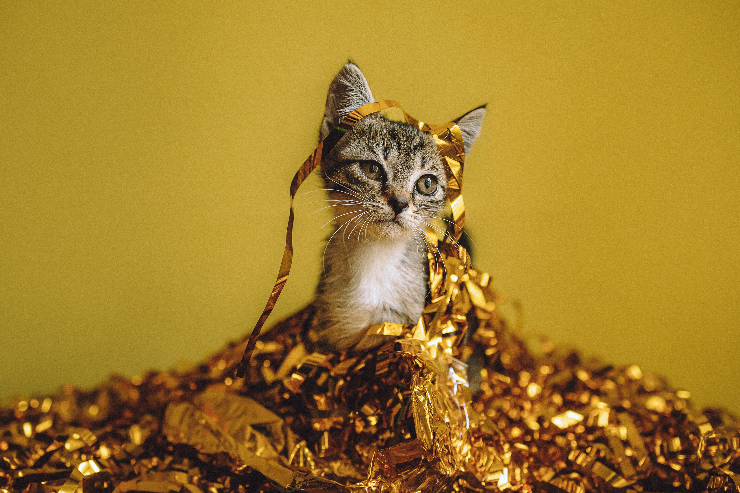 Более 30 идей для фотосессии с котенком