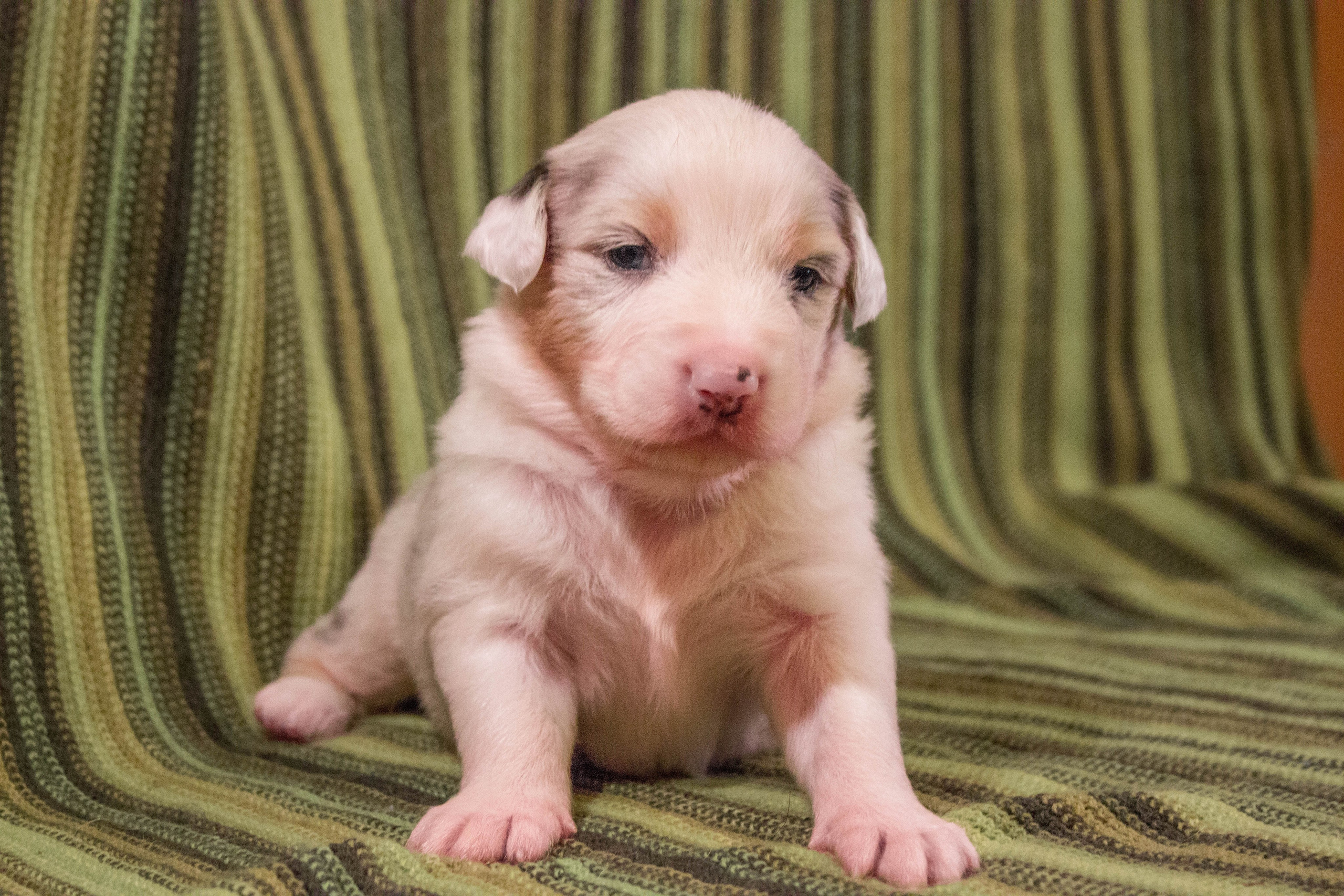 Кайса. BLGKV питомник собак