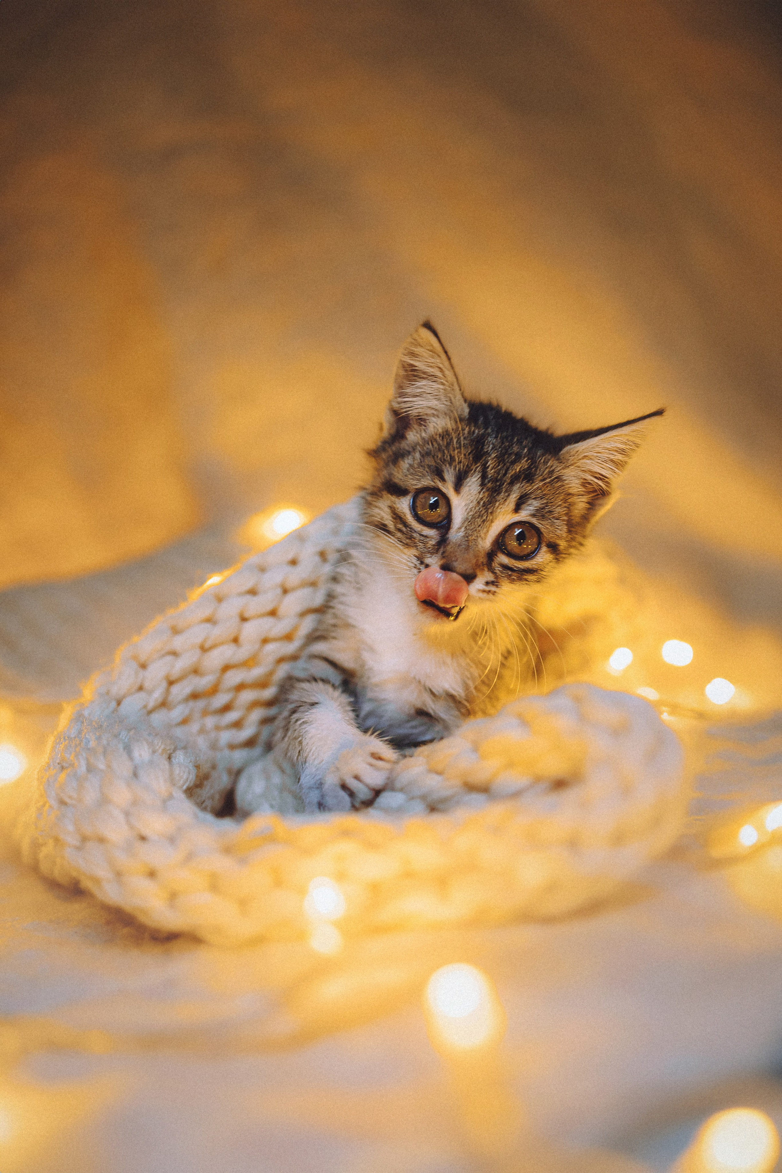 Более 30 идей для фотосессии с котенком