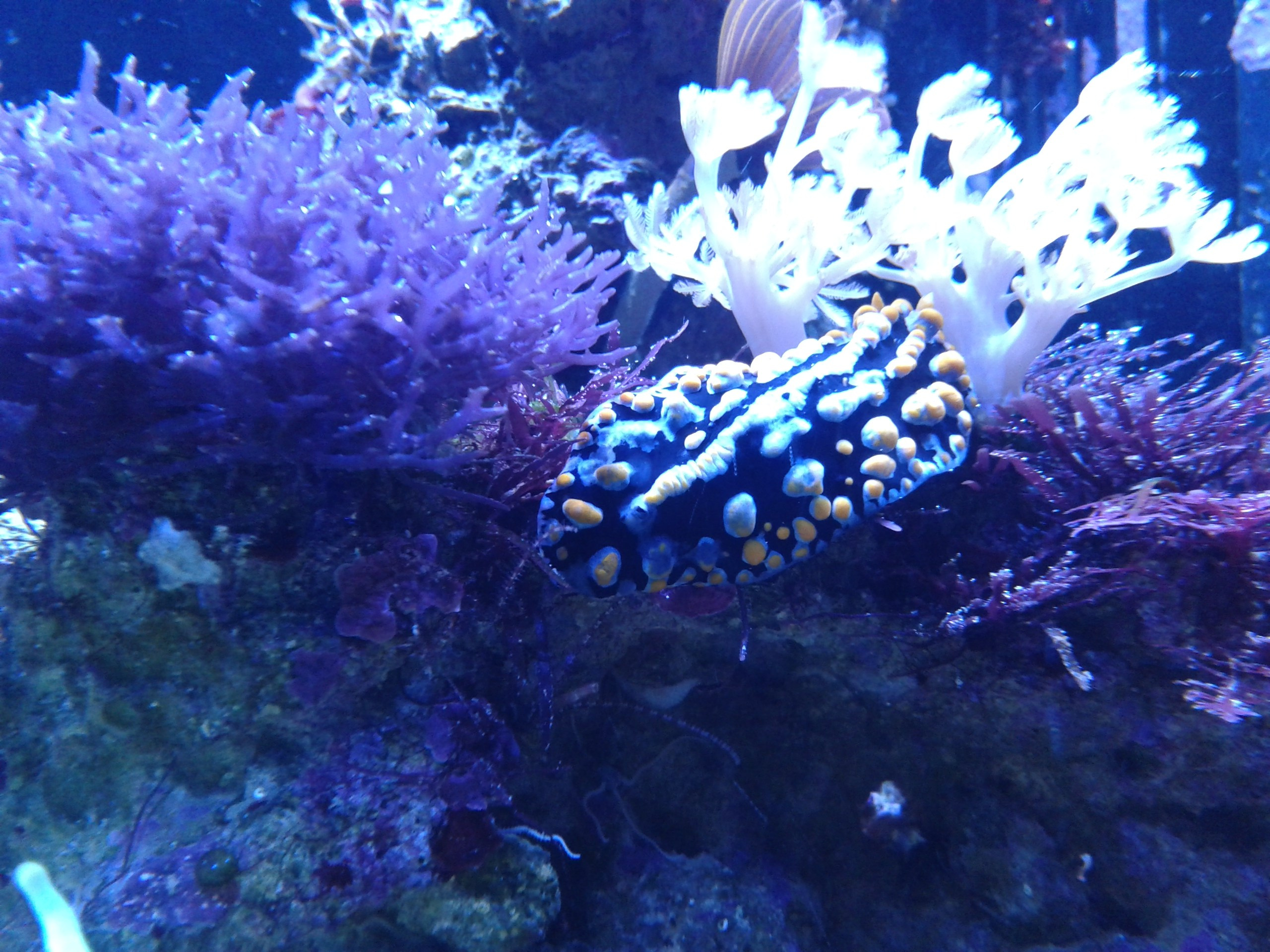 Морской нано аквариум. Аквариумист Максим Ерёмин. Aqua Maxim