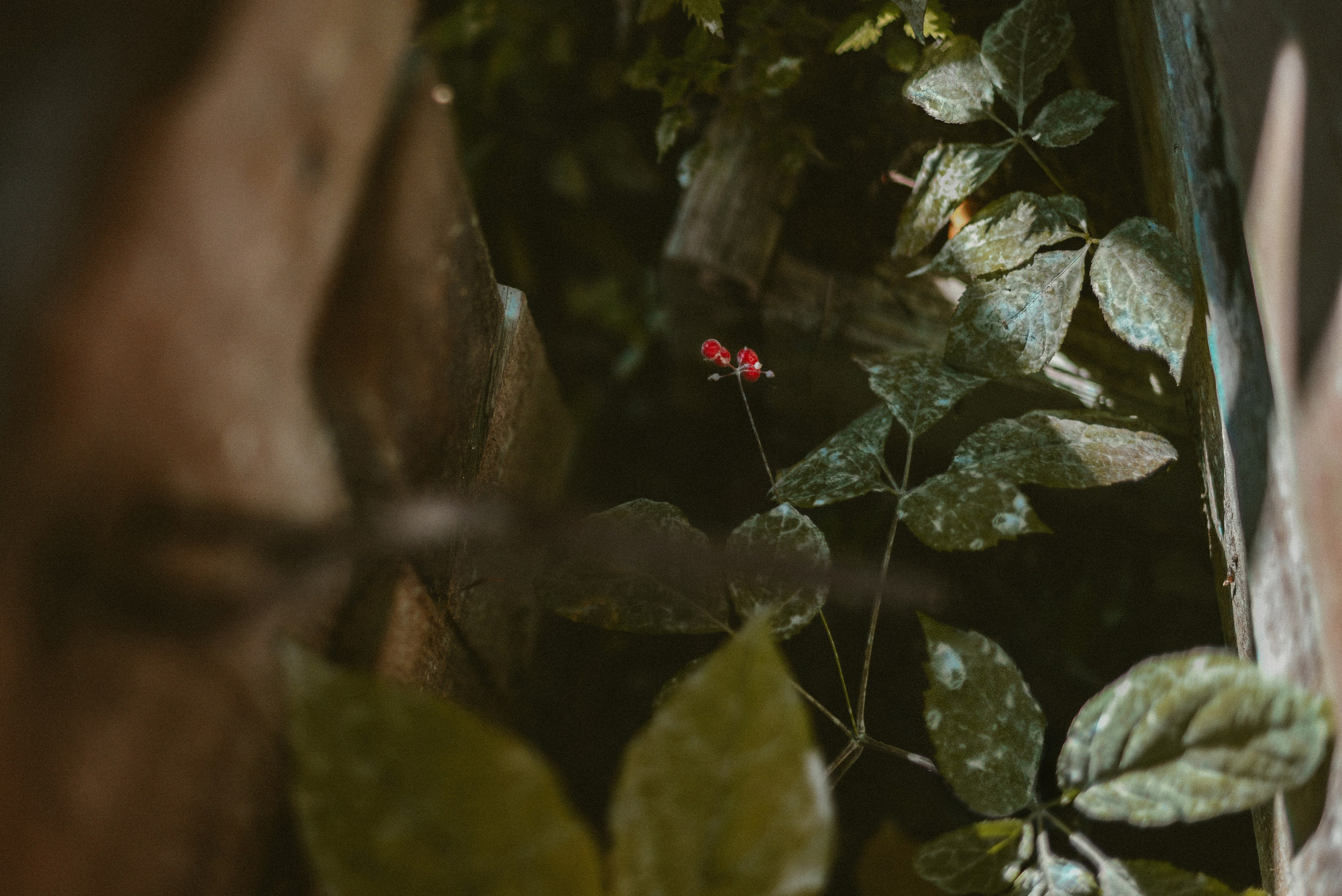 Тигролов. Дарья Пянзина | фотограф |междисциплинарная художница