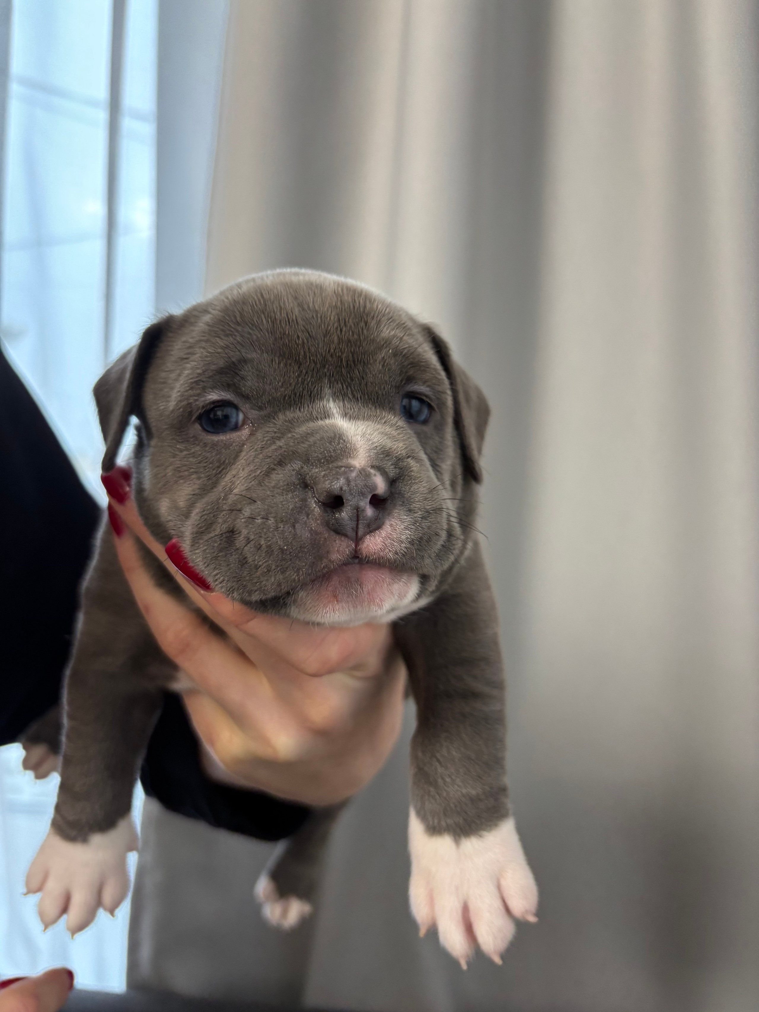 Помет Рич и Дося 04.02.25. Американский Булли в г. Ростов-на-Дону. Питомник THE POWER OF SIBERIA