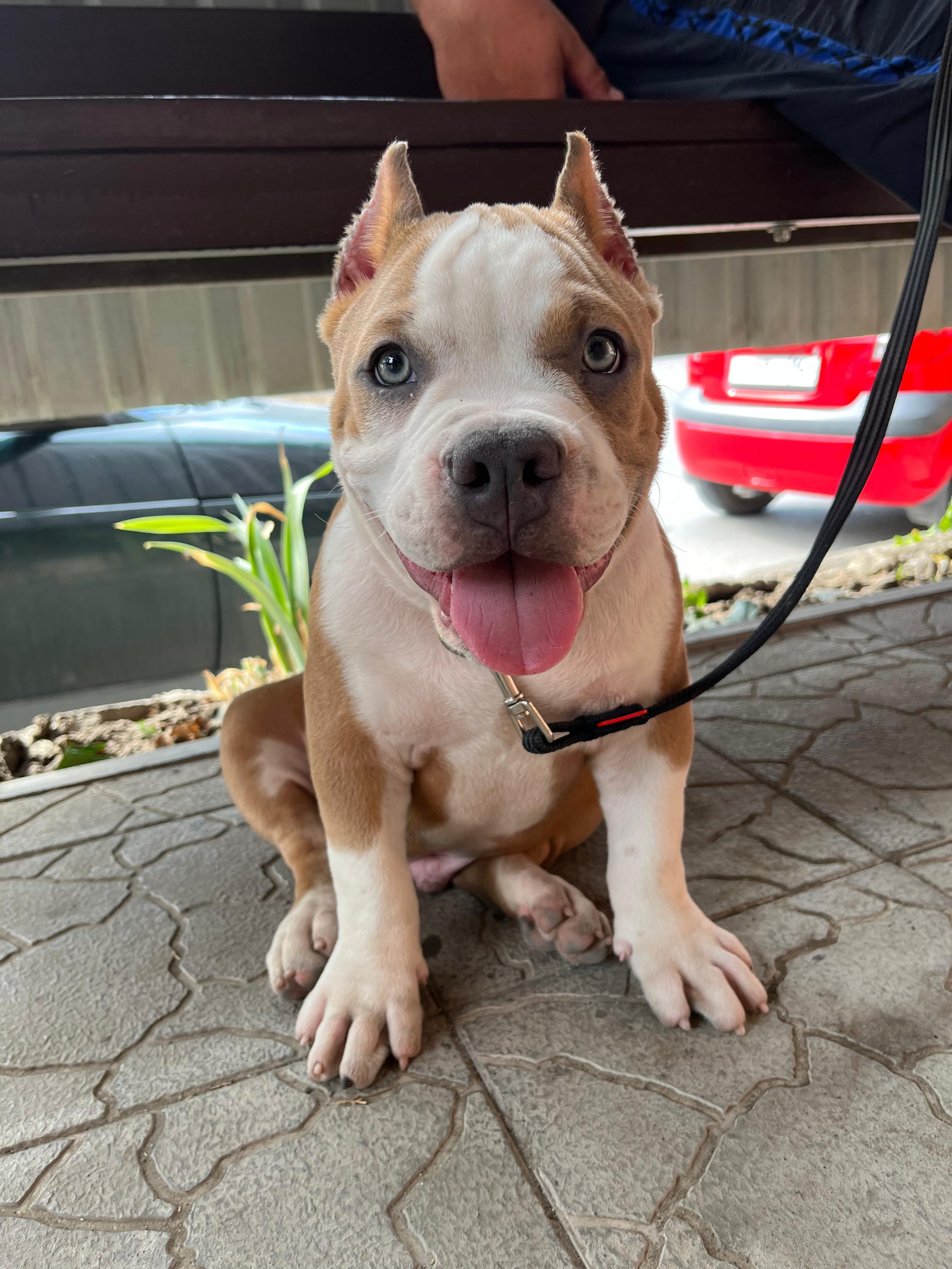 Помет Каспер и Адель. 08.05.25. Американский Булли в г. Ростов-на-Дону. Питомник THE POWER OF SIBERIA