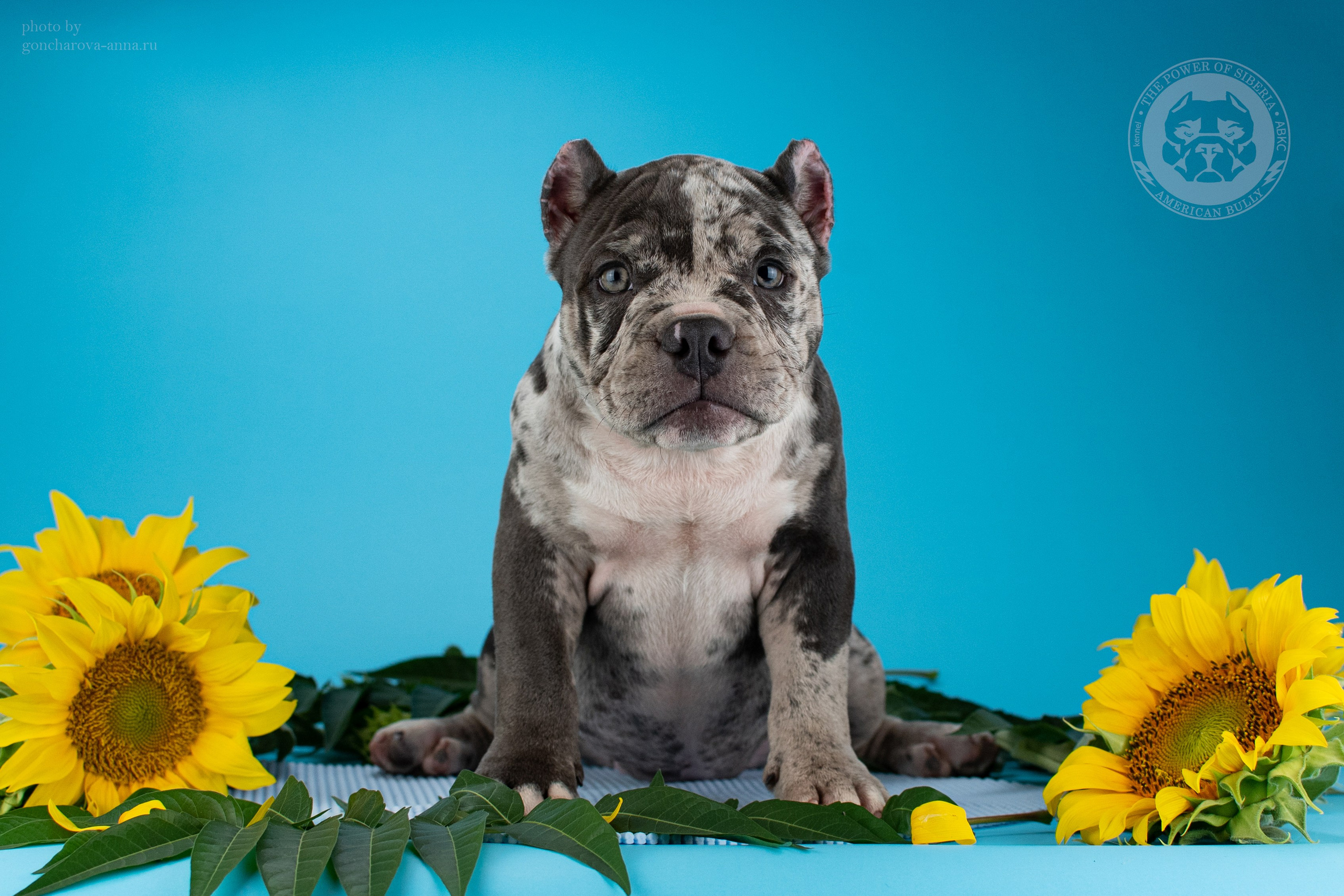 купить щенка American Bully в Уфе