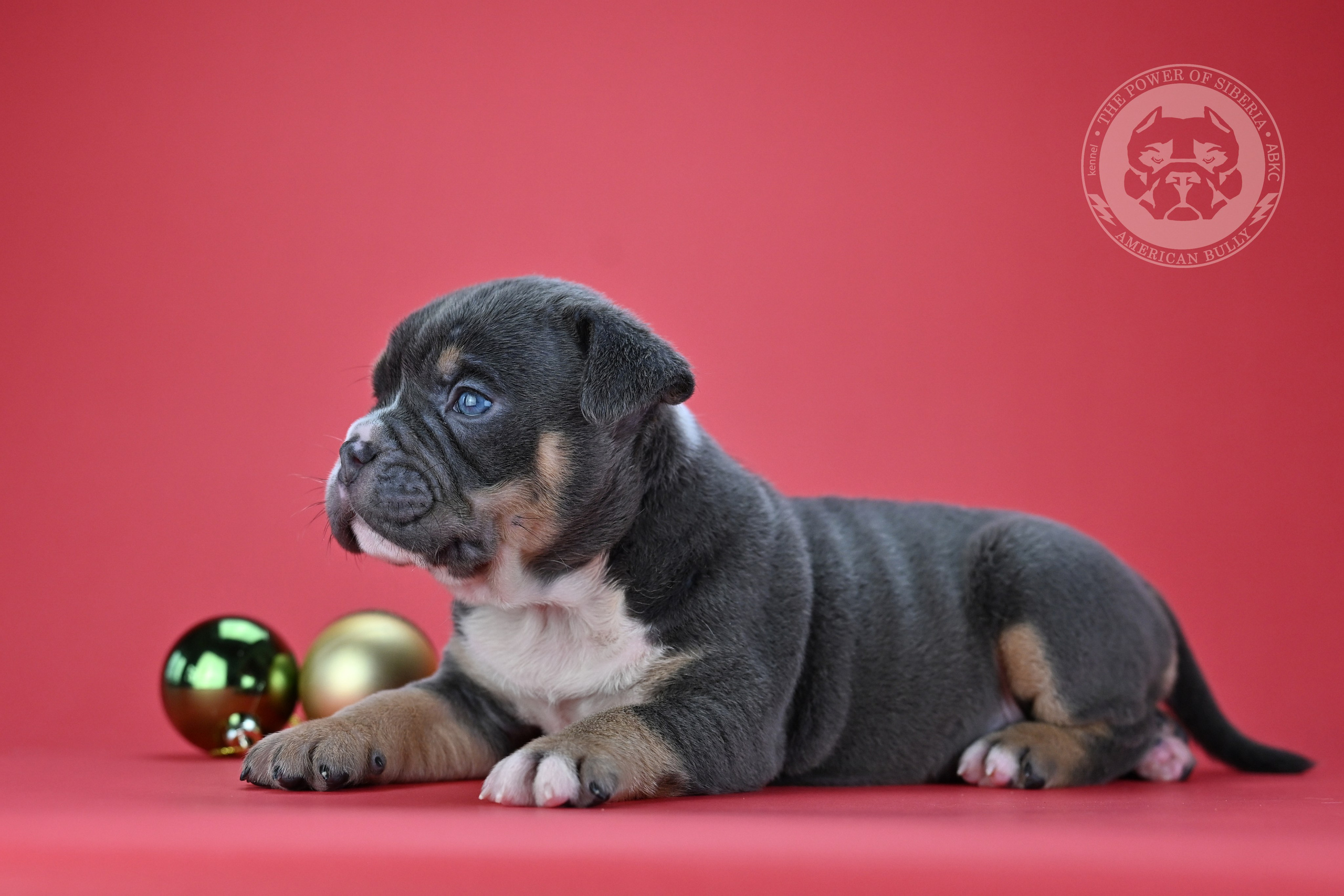 Все свободные щенки. Американский Булли в г. Ростов-на-Дону. Питомник THE POWER OF SIBERIA