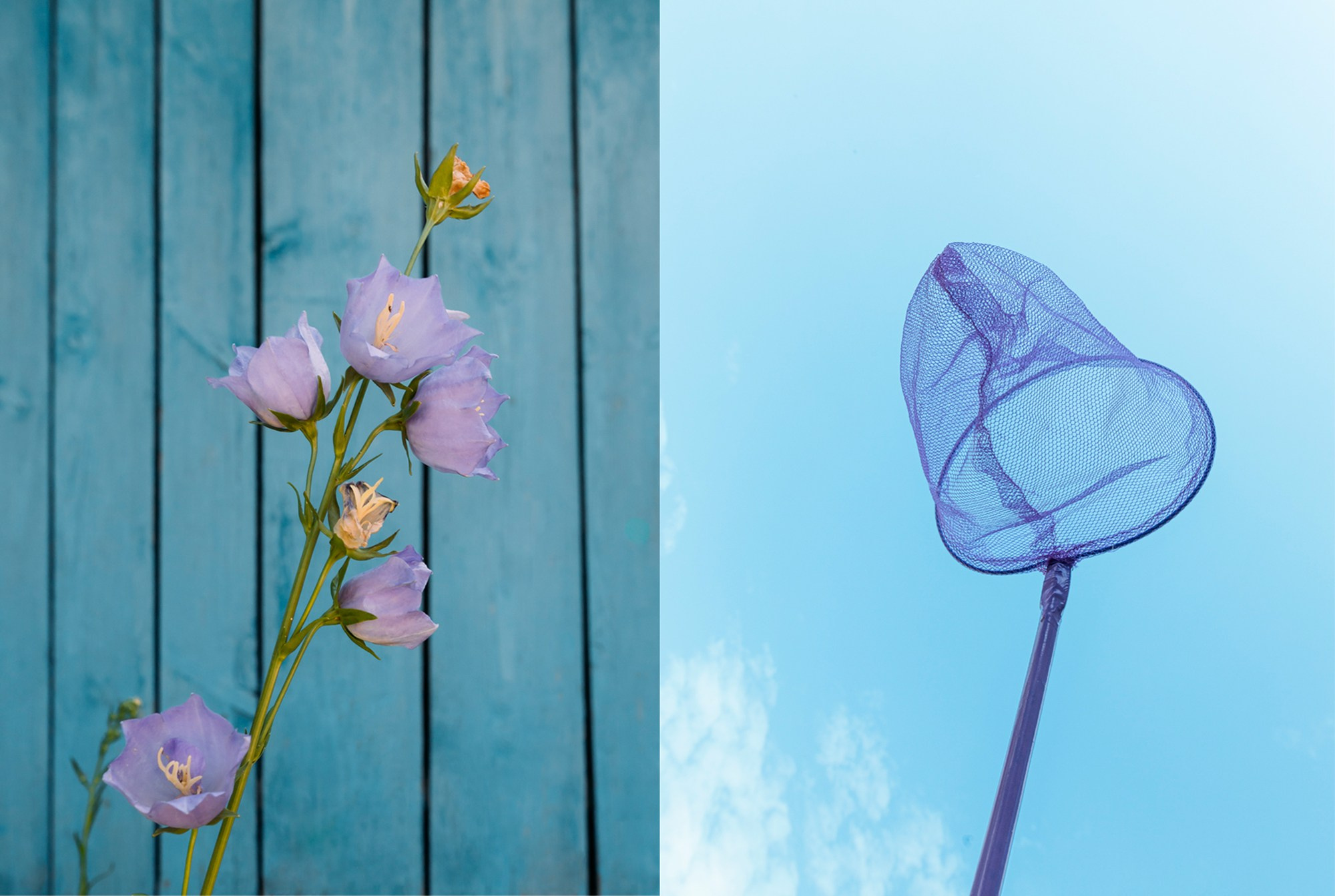 сачок, колокольчик, голубой, цветы, забор