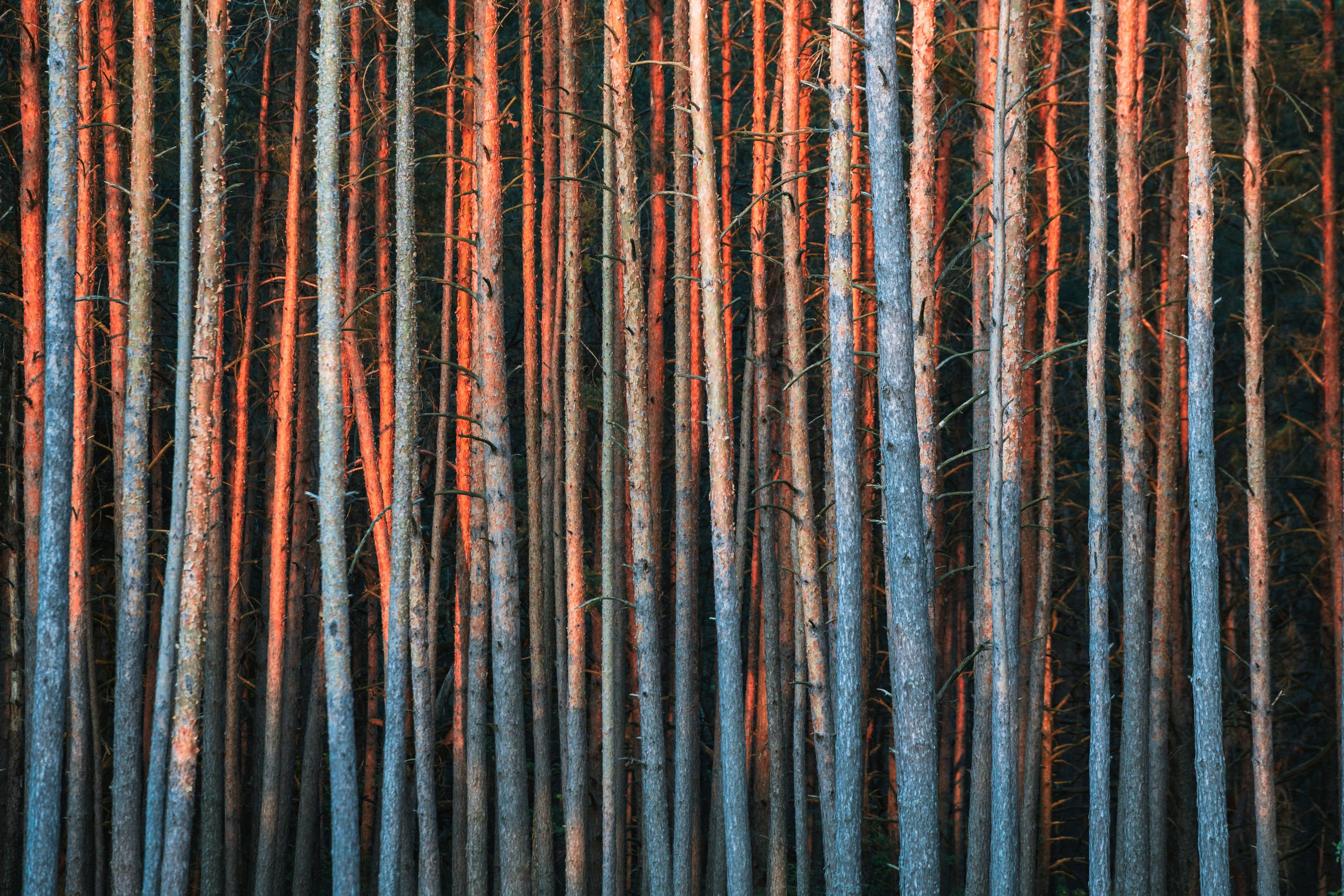 Репортажный фотограф Владимир Беляй