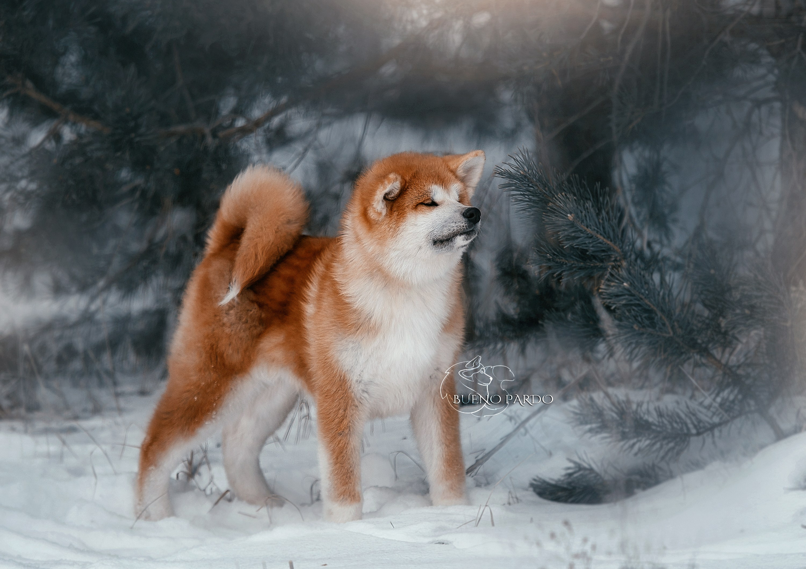Щенки японской акита ину из питомника. Питомник собак Акита, Хаски, Корги