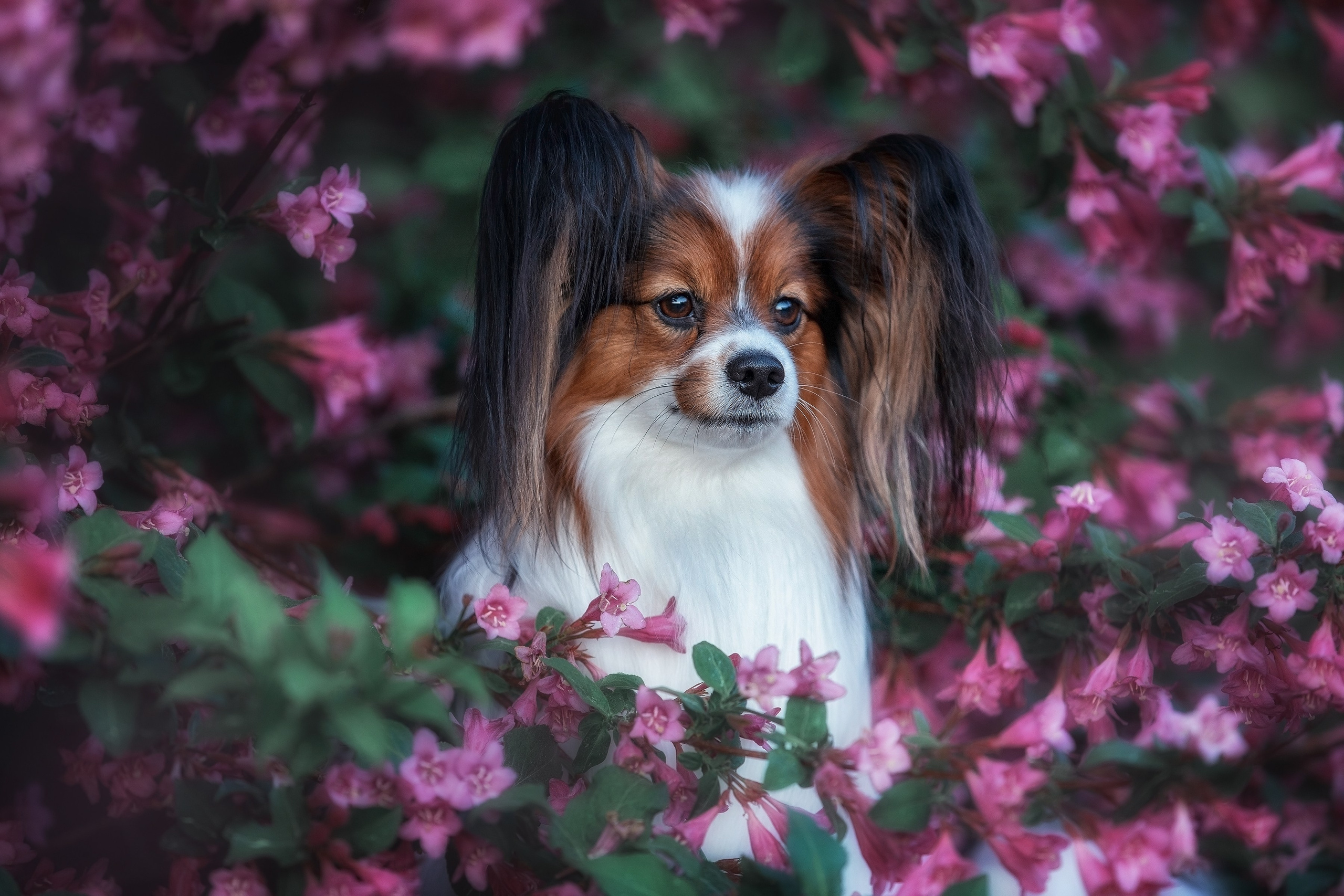 Фотограф Алена Звездина