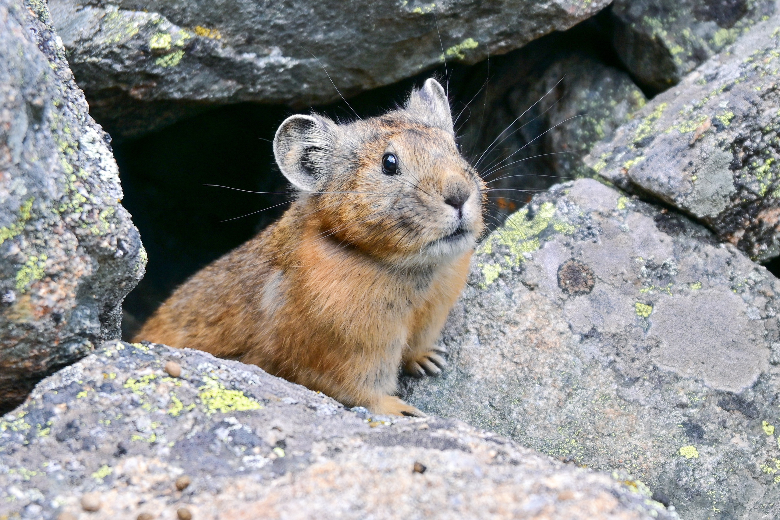 Автор: Дмитрий Широков