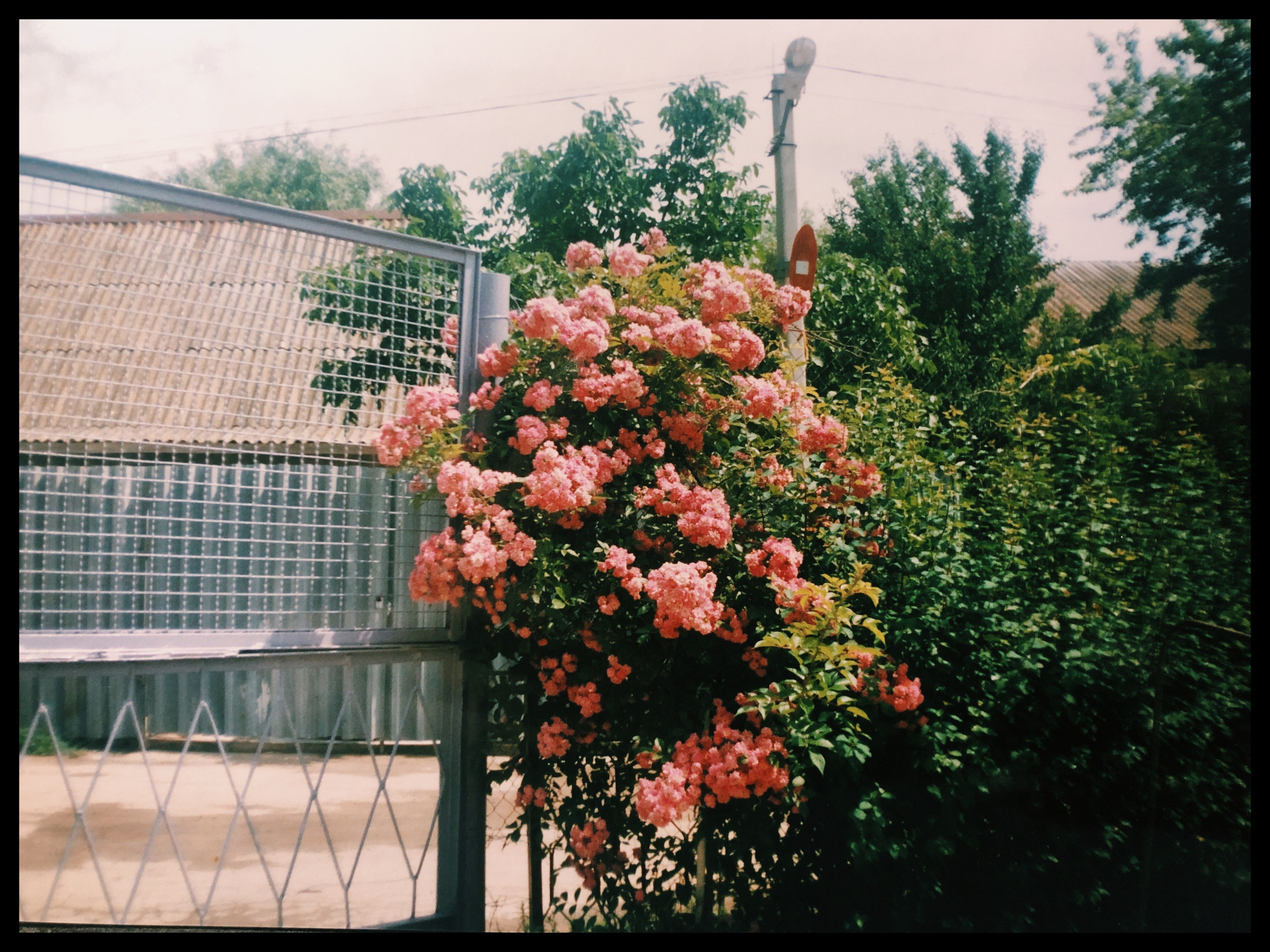 Daria Chigintseva Photographer