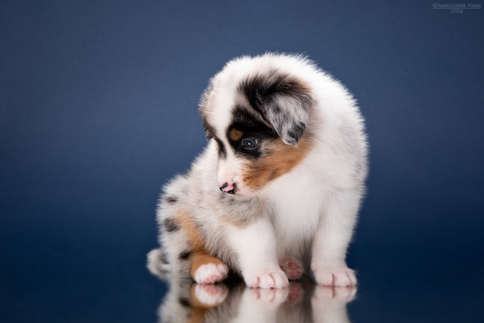 Фотосессия щенков на фонах. Фотограф собак в Москве и Московской области Иванушкина Мария