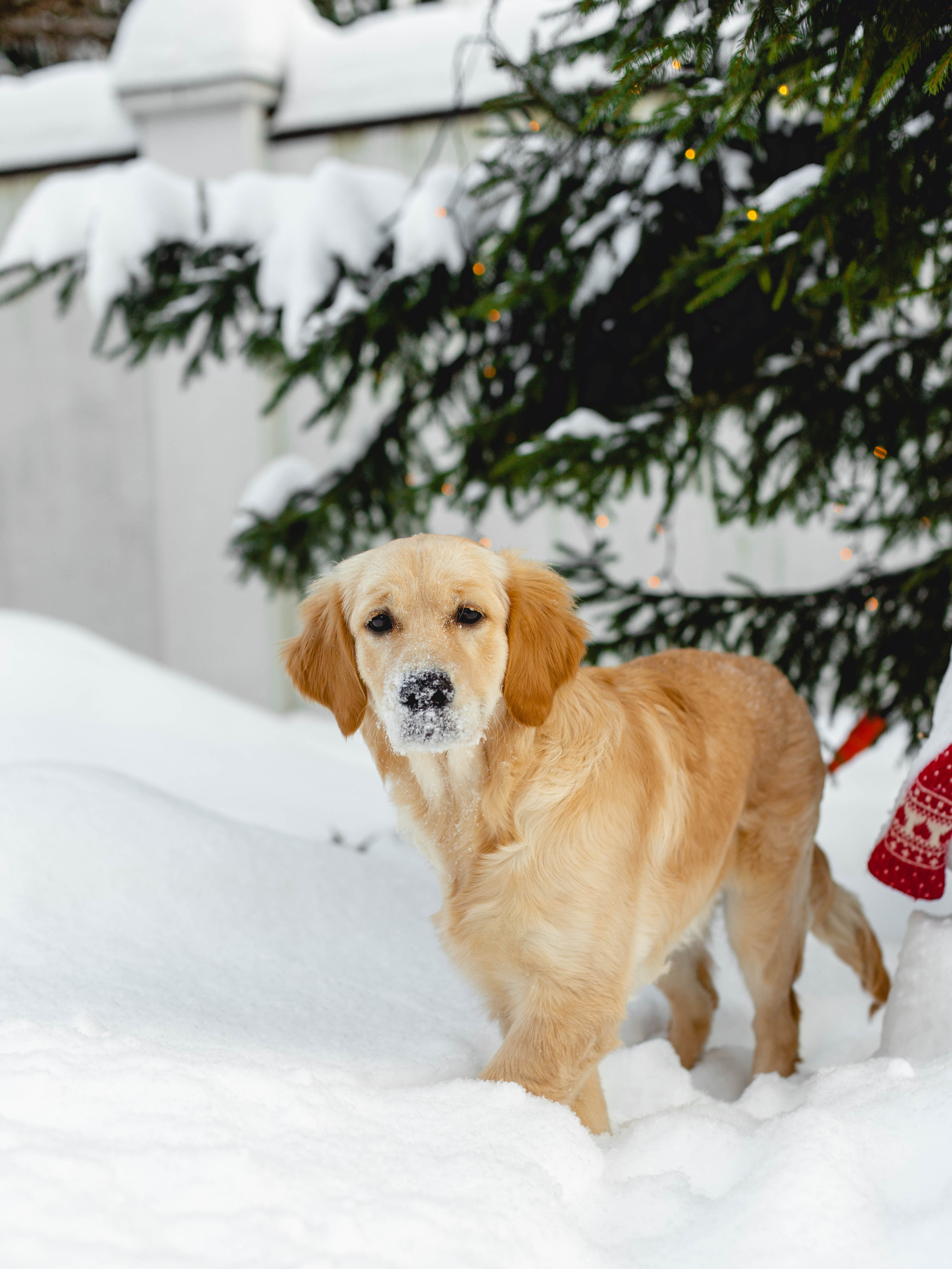 Ясмин Эмбер Наталис. Света Полетаева Москва
