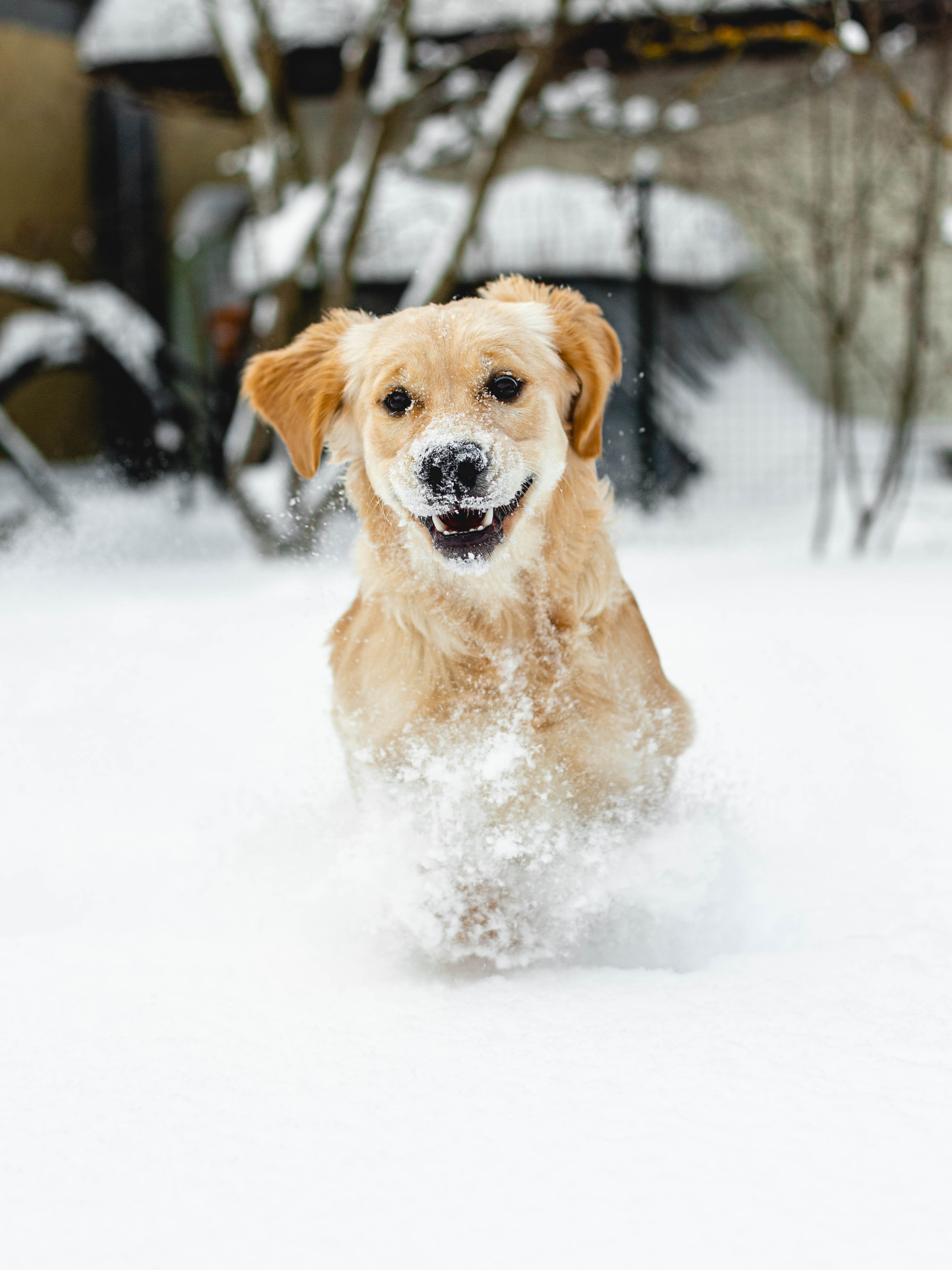 Ясмин Эмбер Наталис. Света Полетаева Москва