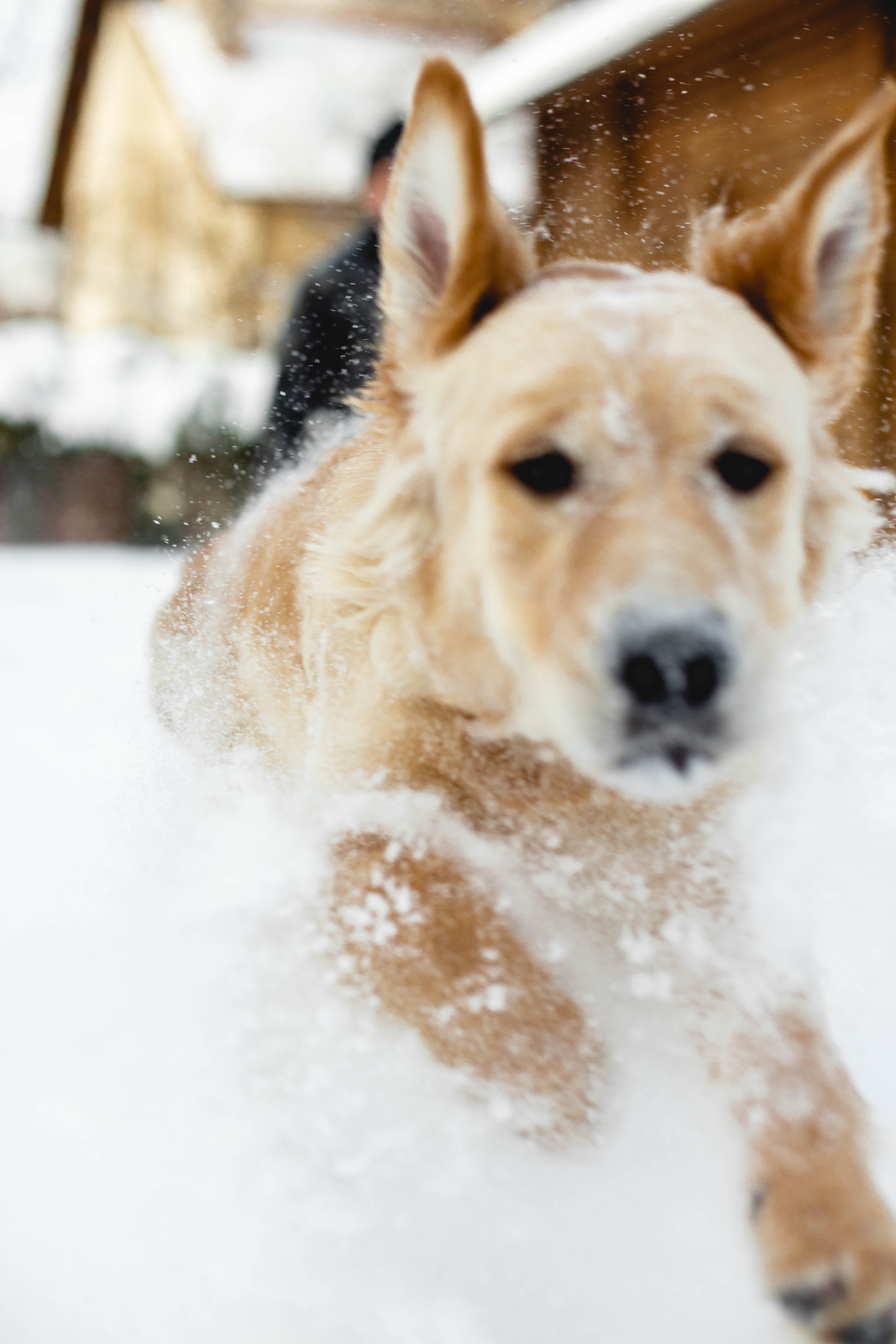 Ясмин Эмбер Наталис. Света Полетаева Москва