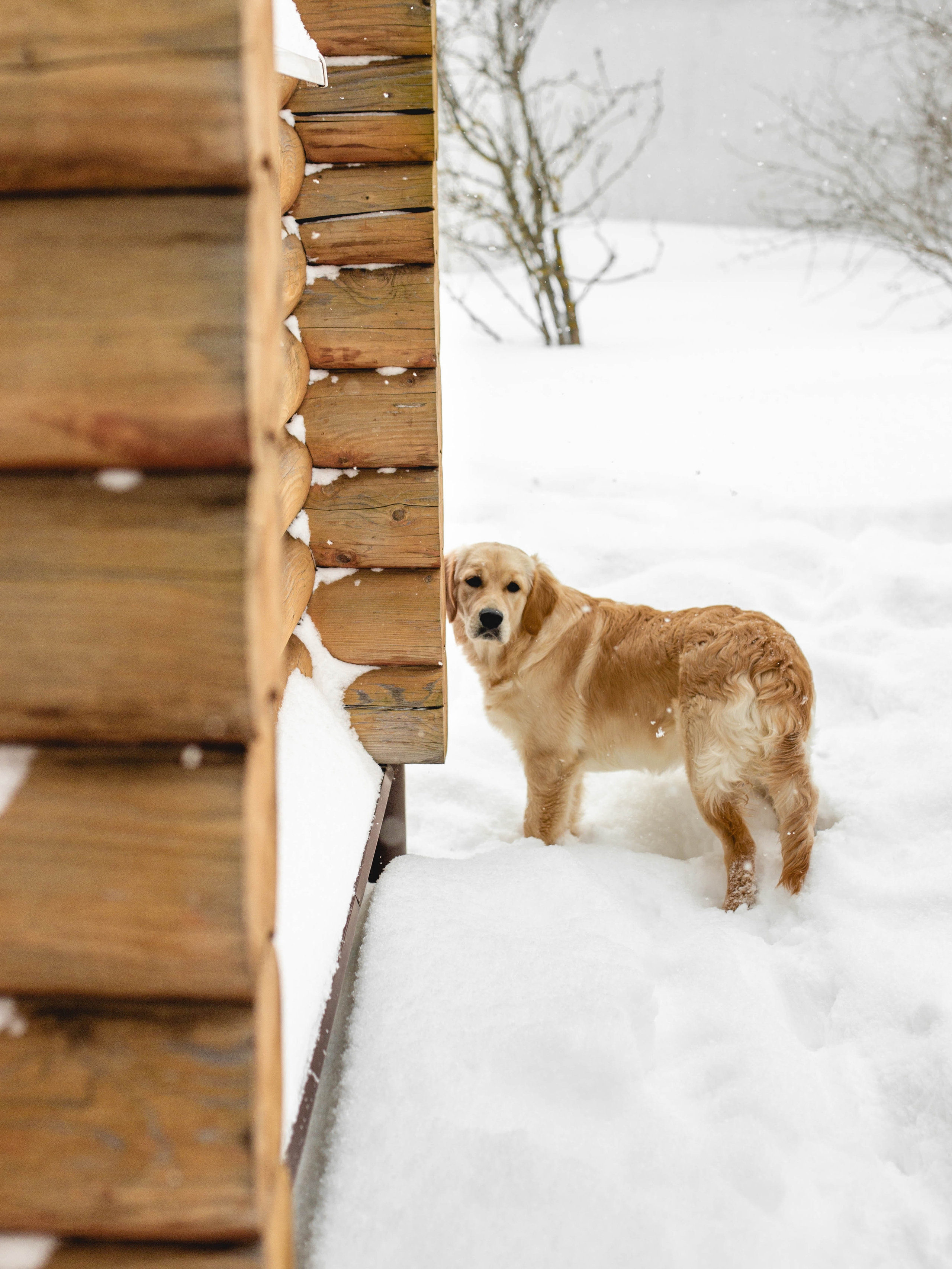 Ясмин Эмбер Наталис. Света Полетаева Москва