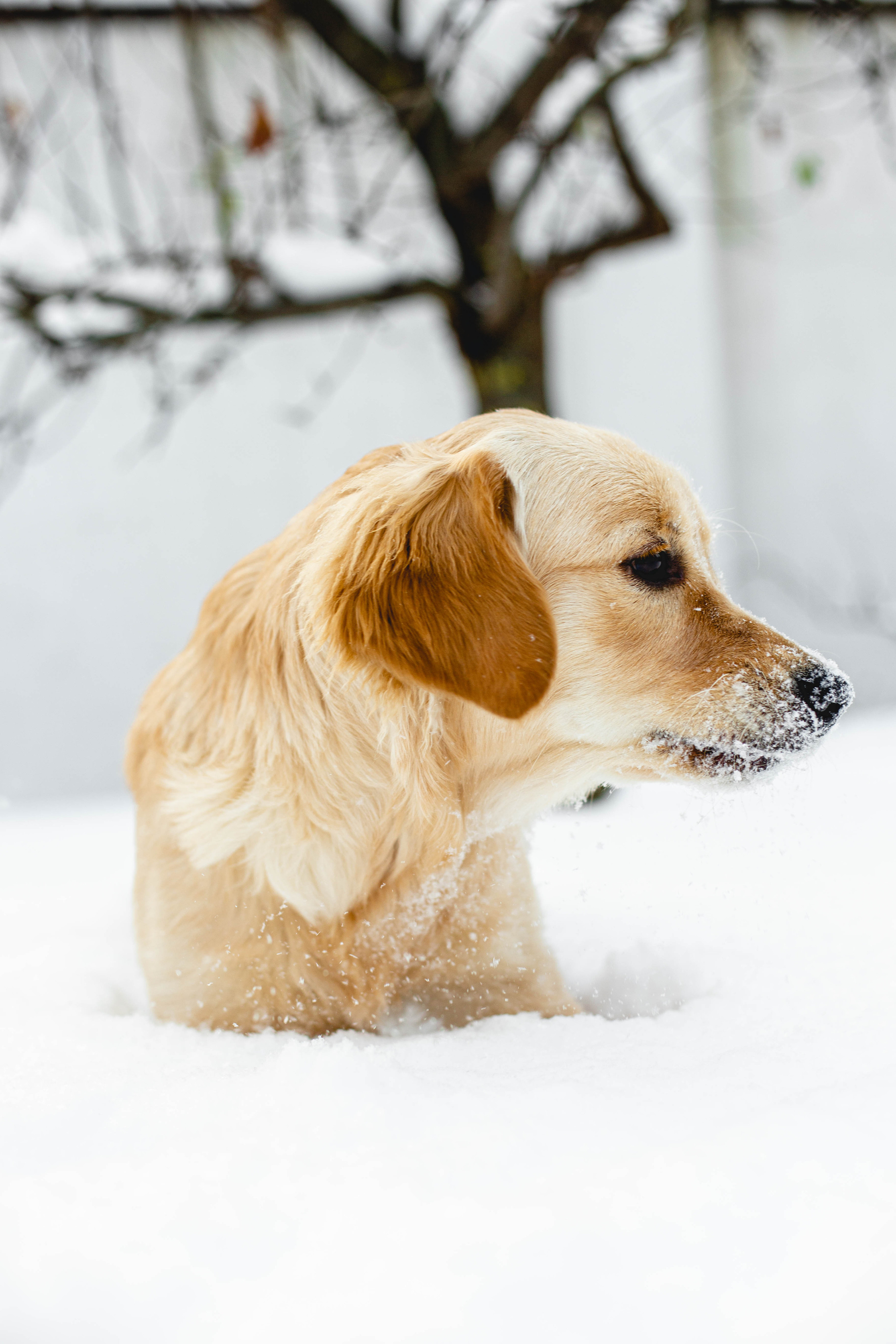 Ясмин Эмбер Наталис. Света Полетаева Москва