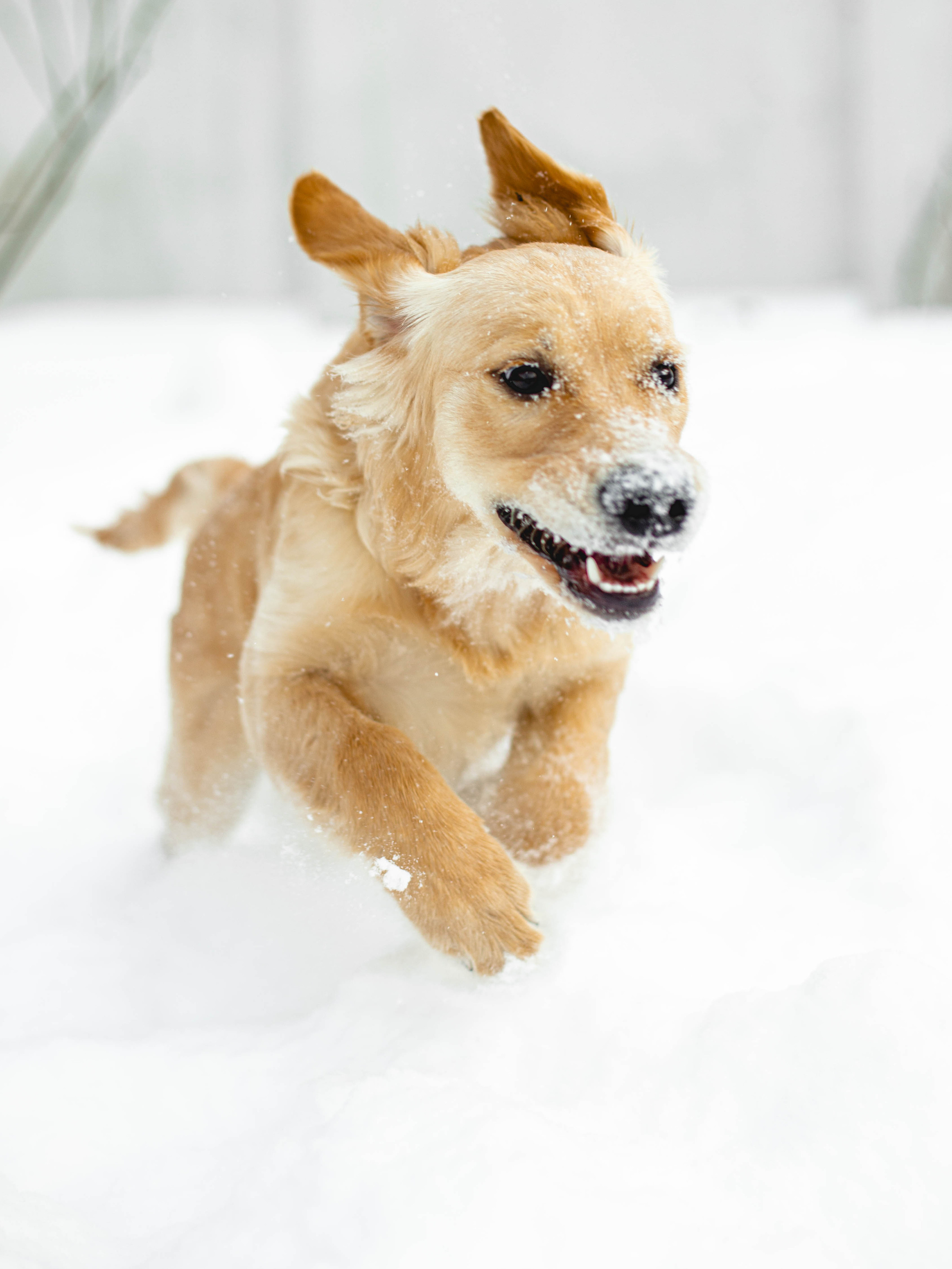 Ясмин Эмбер Наталис. Света Полетаева Москва
