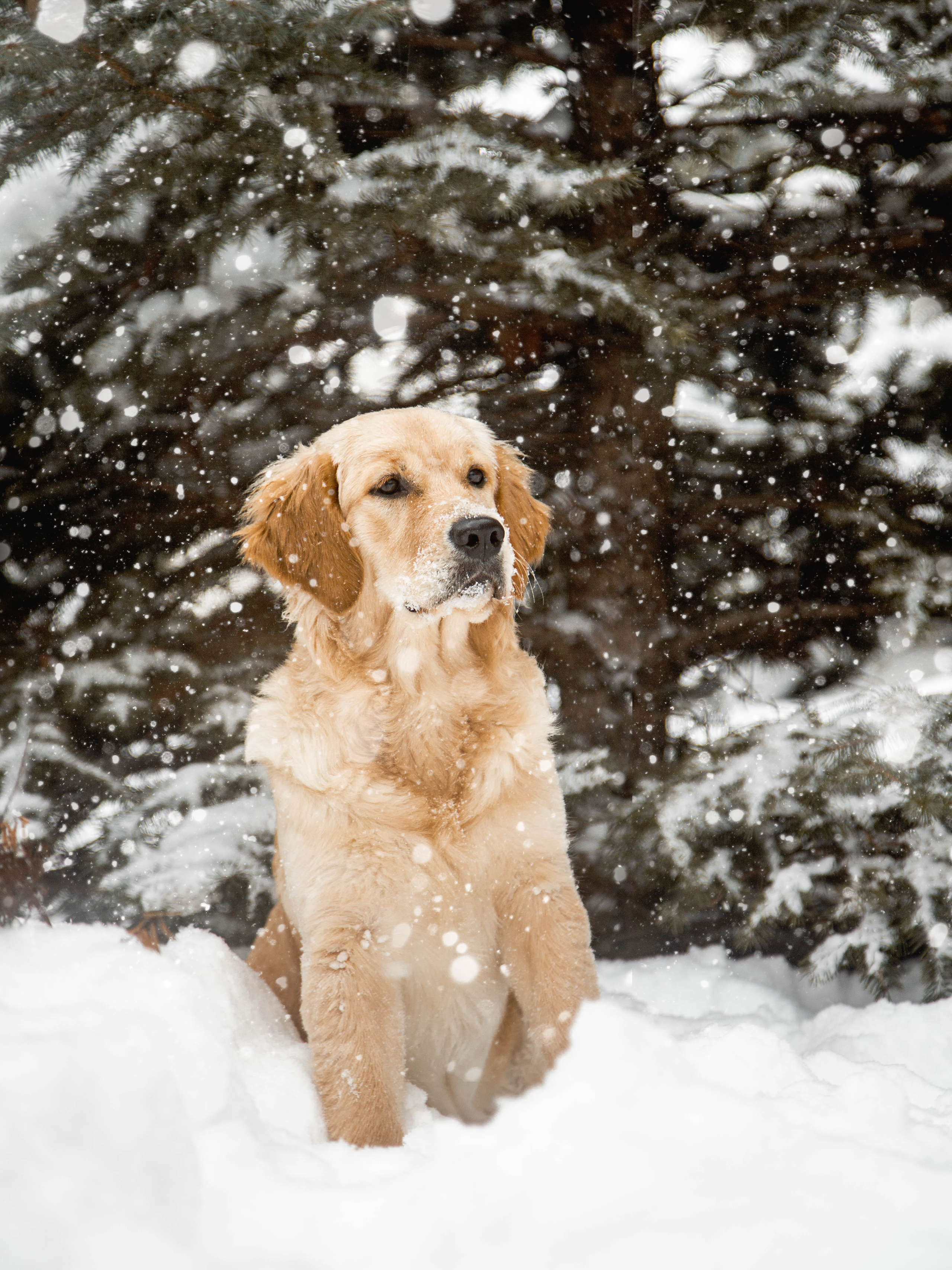 Ясмин Эмбер Наталис. Света Полетаева Москва