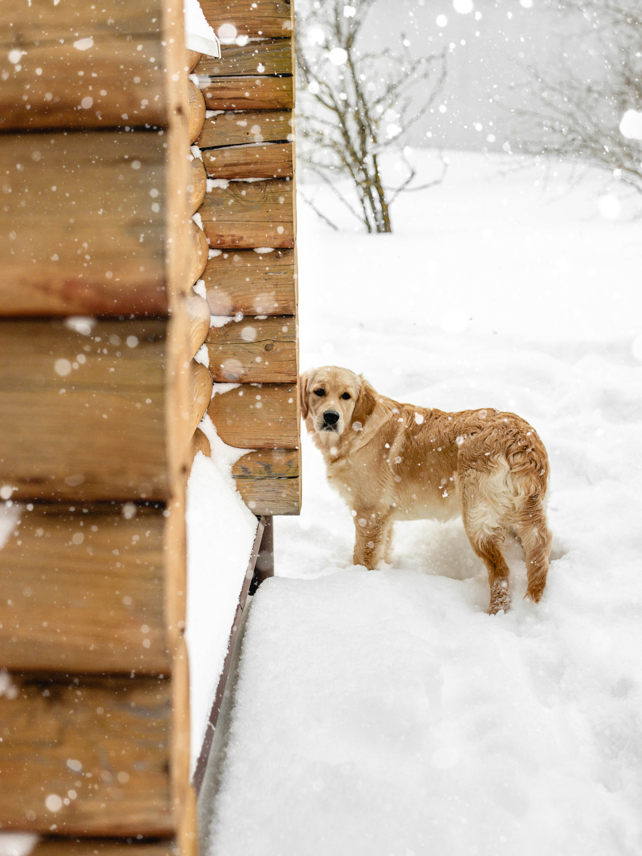 Ясмин Эмбер Наталис. Света Полетаева Москва