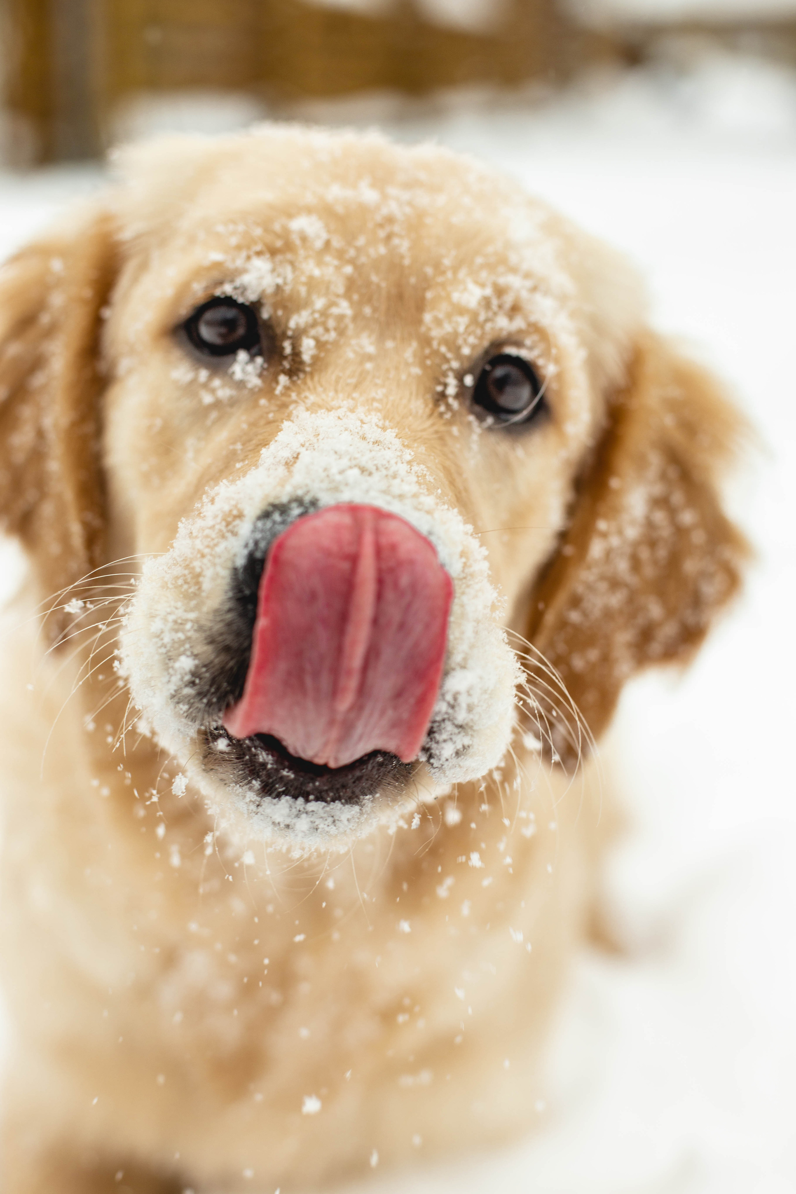 Ясмин Эмбер Наталис. Света Полетаева Москва