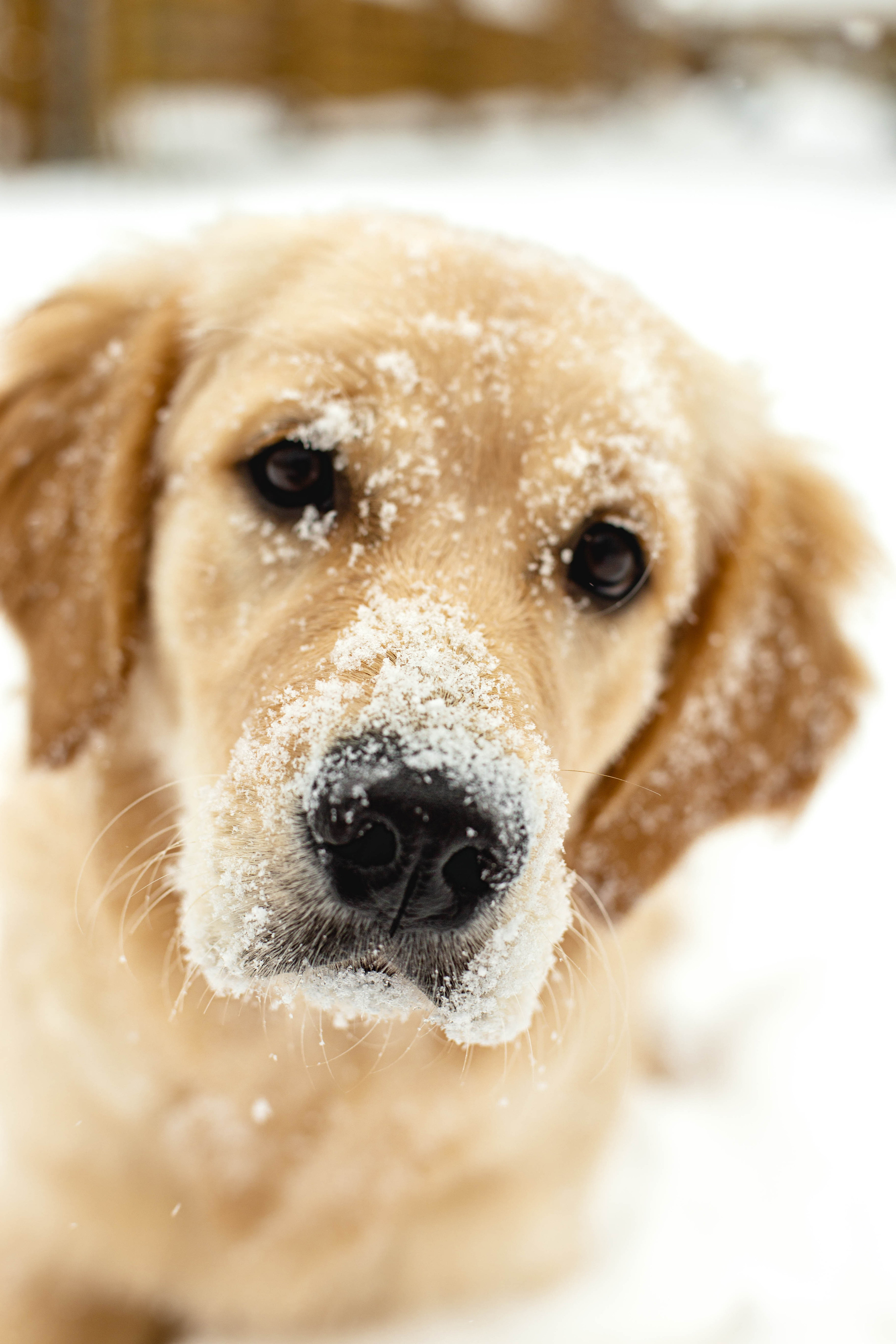 Ясмин Эмбер Наталис. Света Полетаева Москва