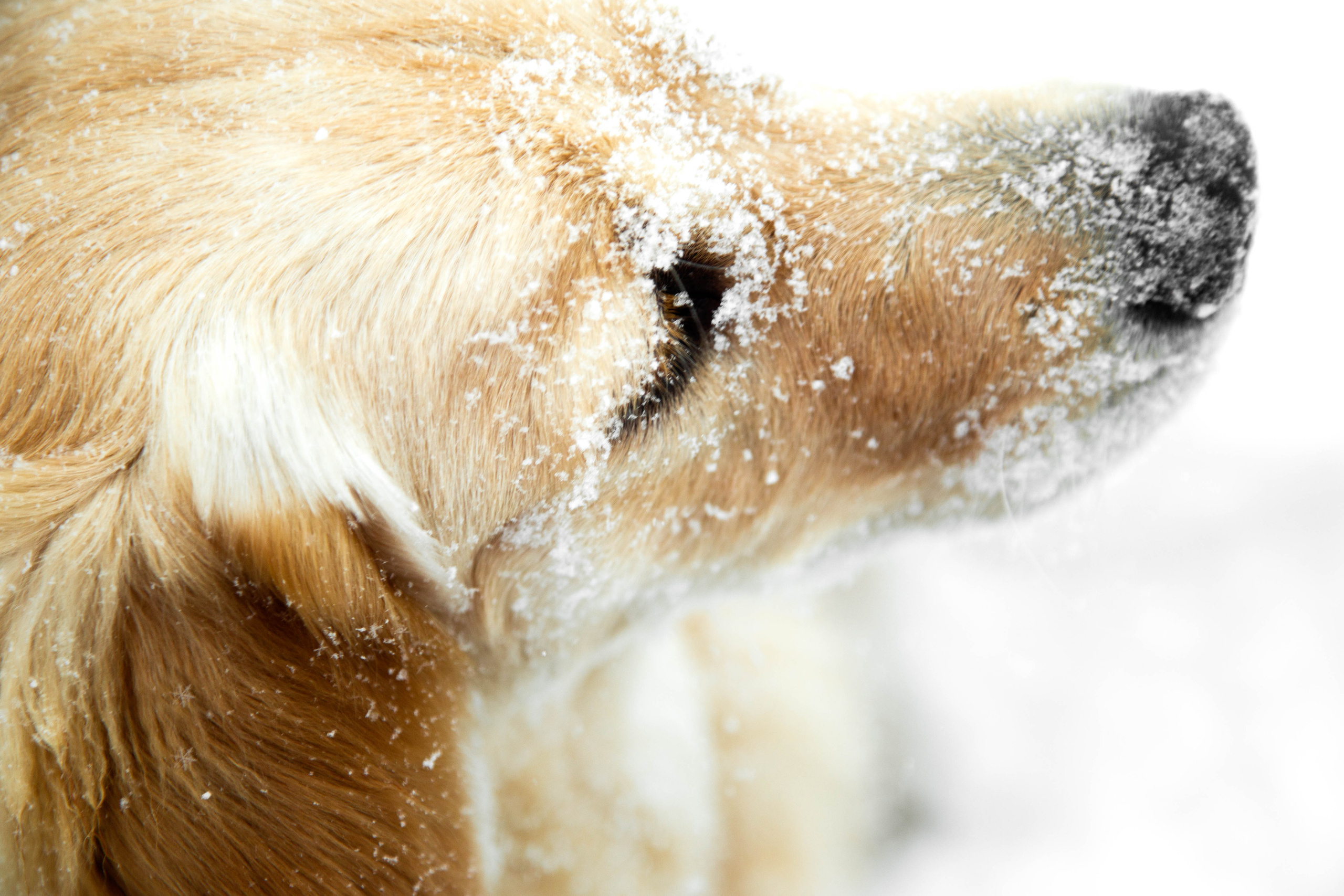 Ясмин Эмбер Наталис. Света Полетаева Москва