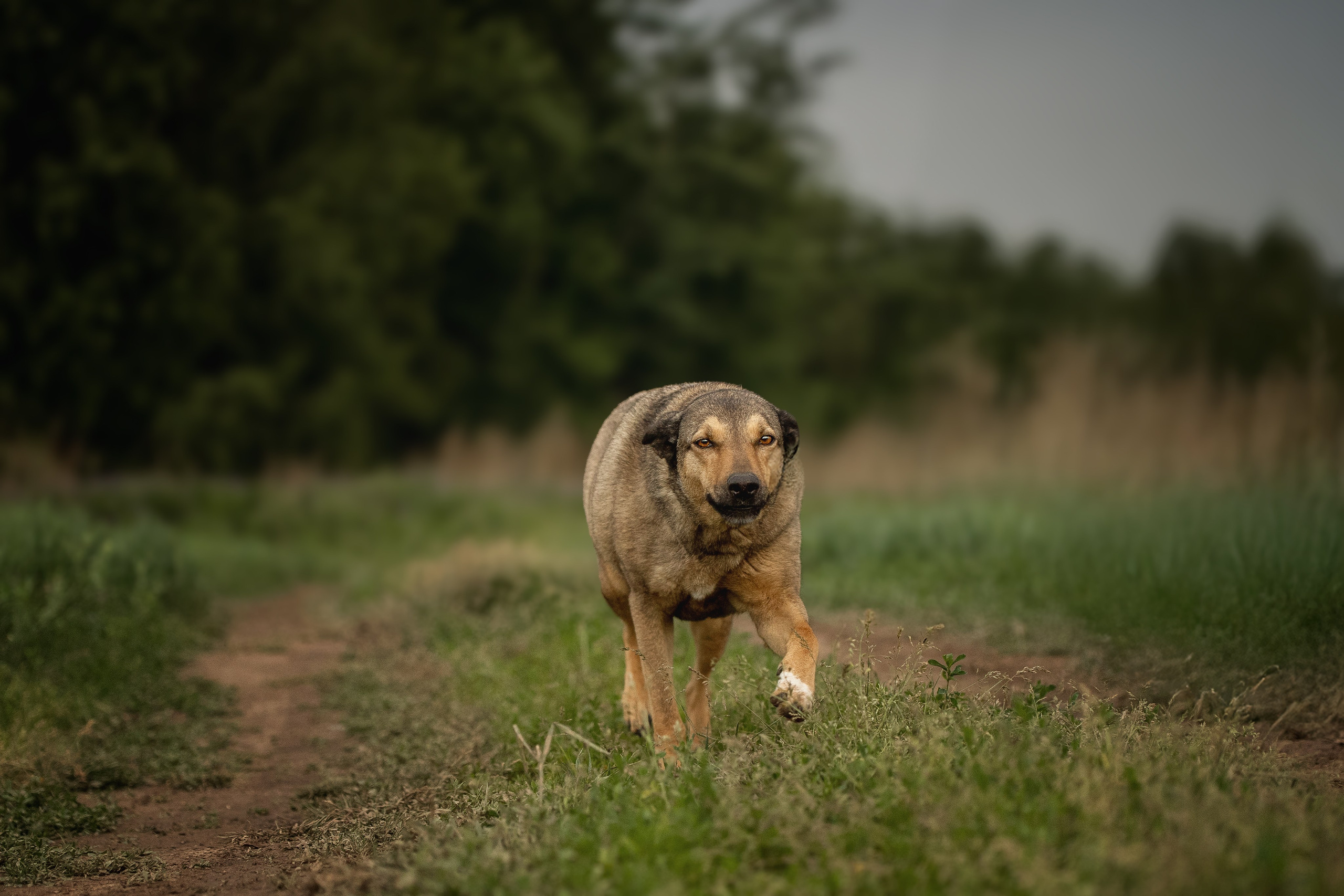 ИЩУТ ДОМ. Фотограф-анималист в Москве и Подмосковье