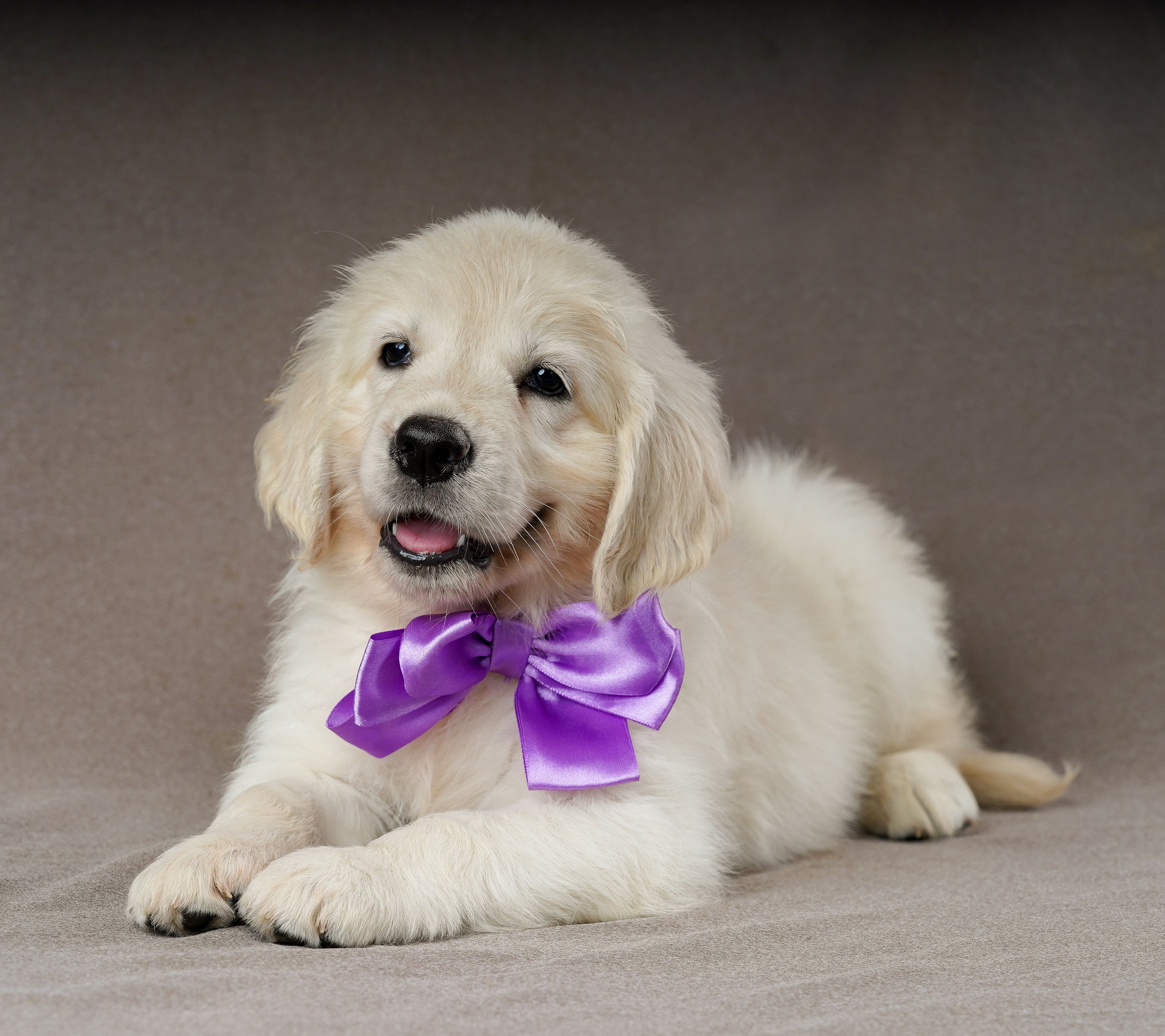 съемка собак, съемка щенков , съемка собак для авито, съемка щенков для авито, грумминг, фотограф животных. фотограф собак,съемка собак Нижний Новгород, съемка собак Бор,