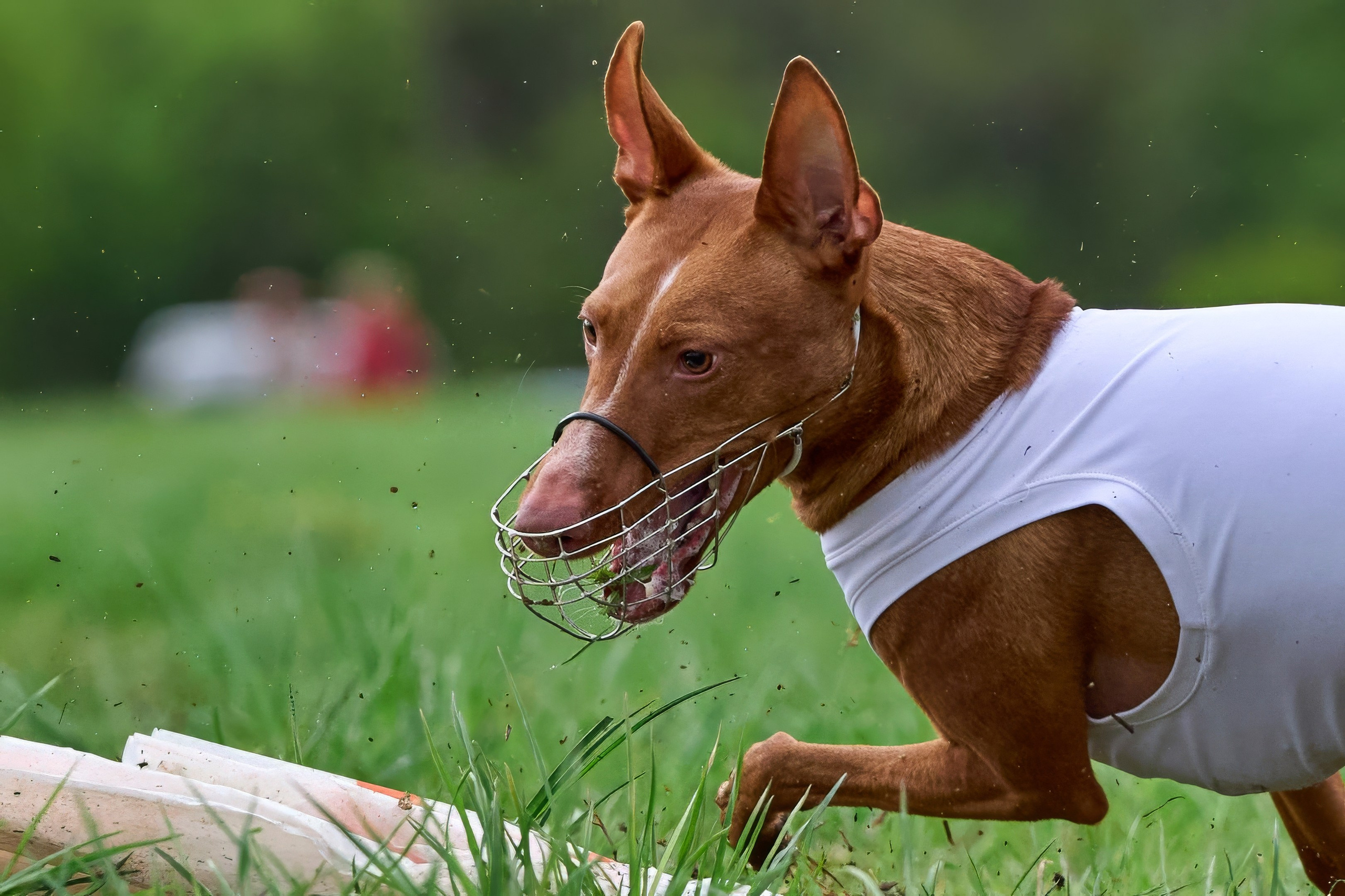 ПЧРКФ по курсингу. Фотограф-анималист Михаил Манухин