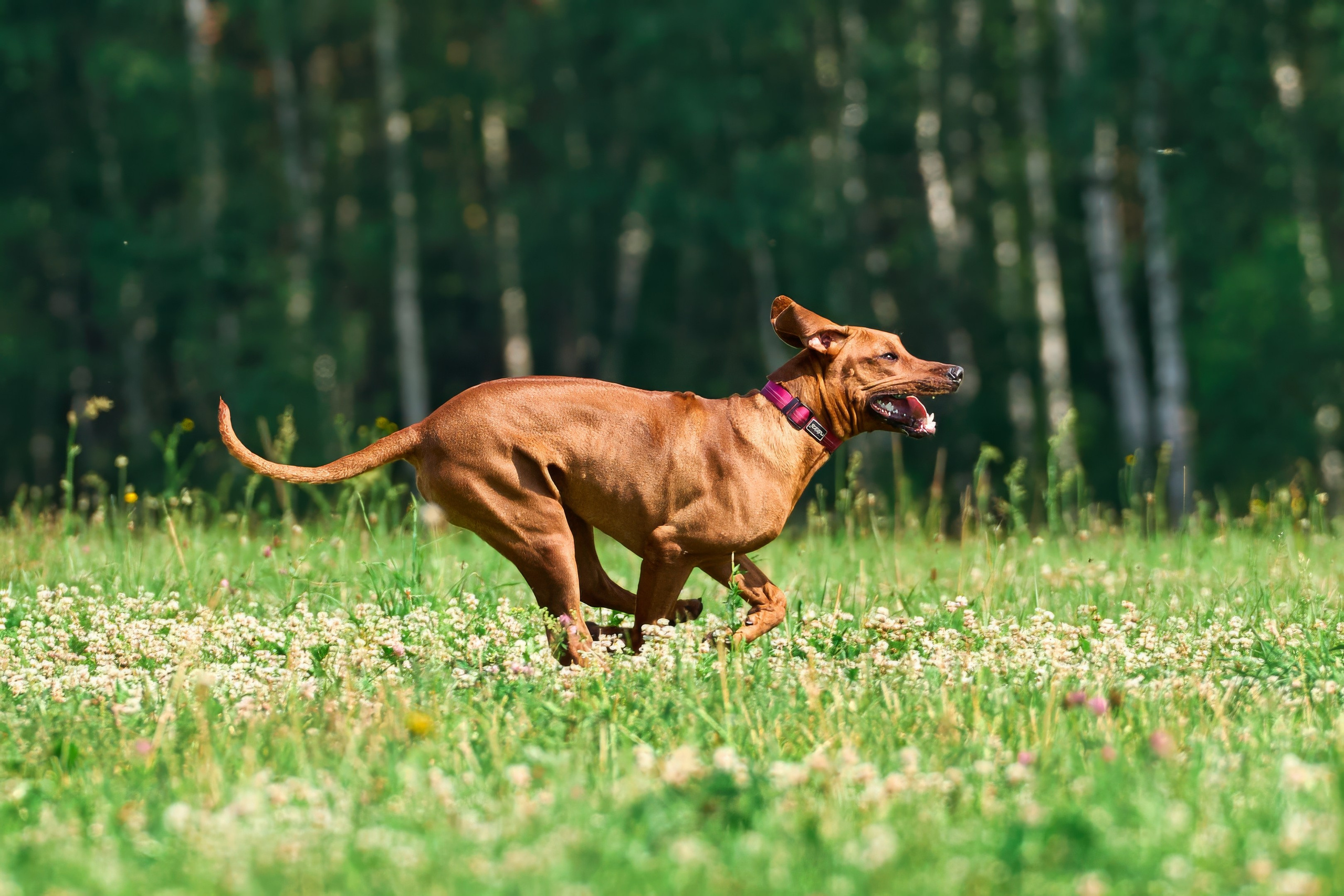 Тренировка по курсингу Донино. Фотограф-анималист Михаил Манухин