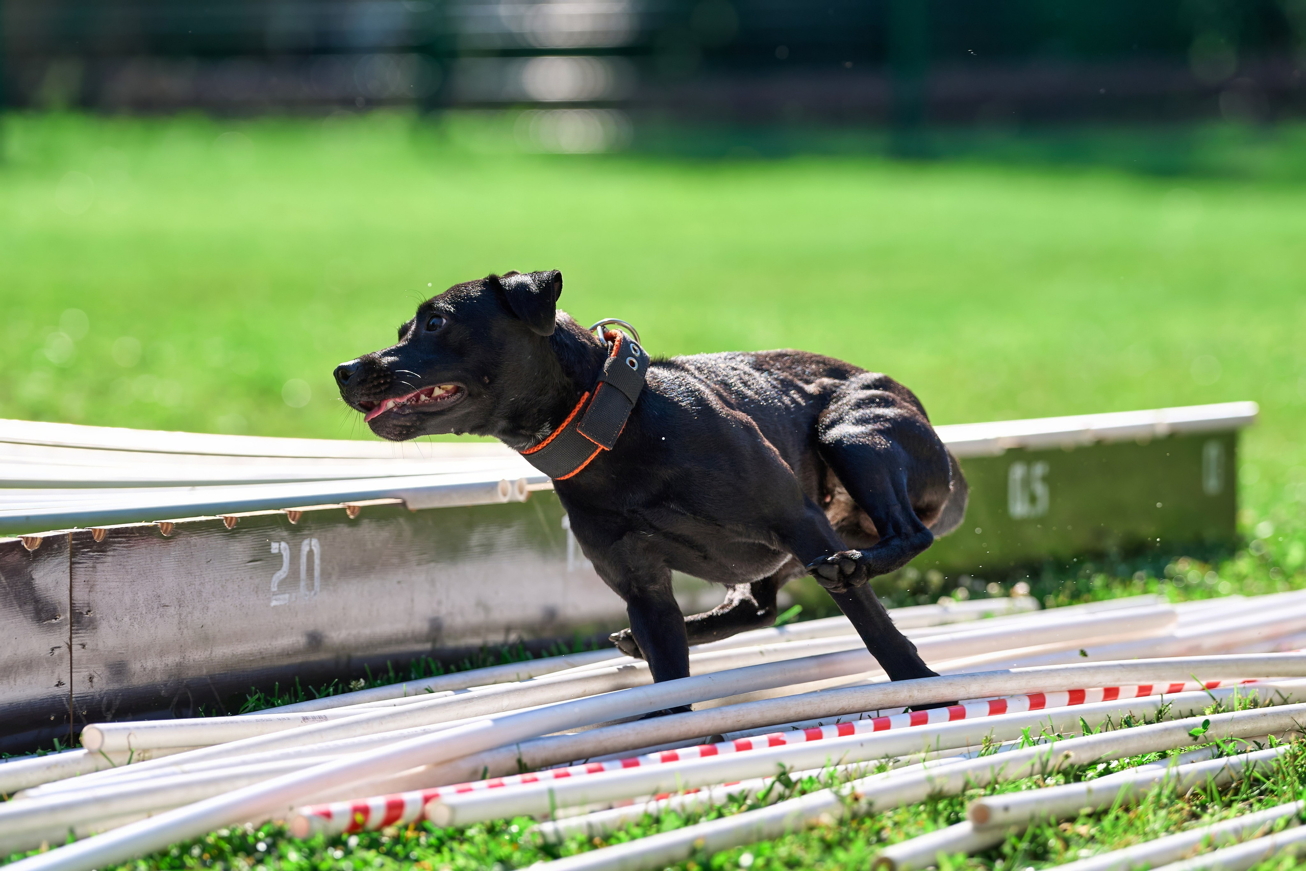 Двухдневные соревнования «Jump'n'Gym Fest — 2024». Фотограф-анималист Михаил Манухин