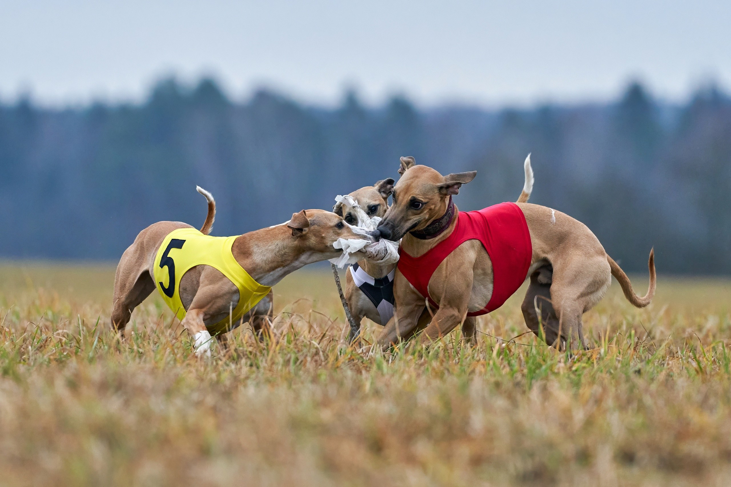 Состязания свор «Тройки». Фотограф-анималист Михаил Манухин
