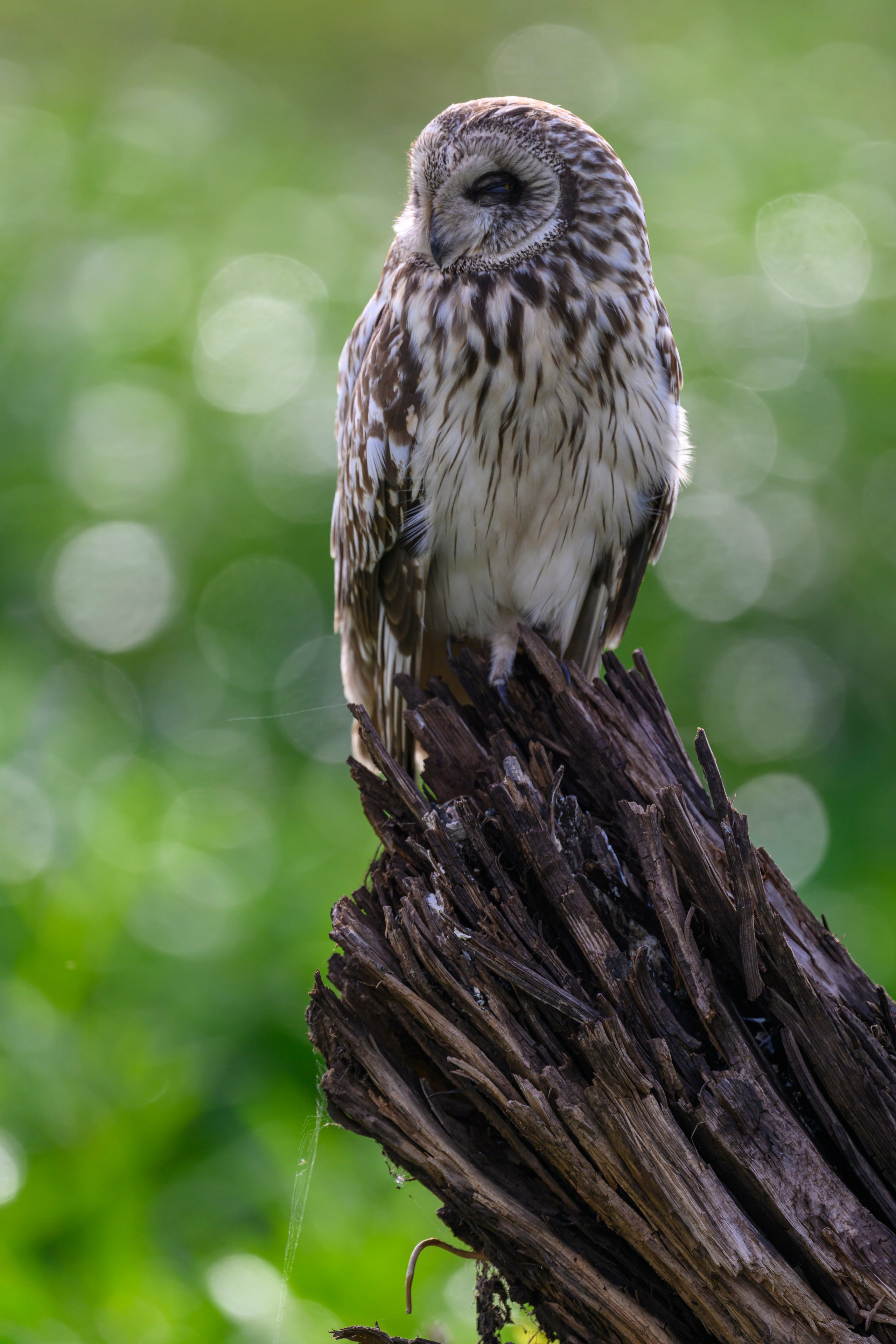 Сова на рассвете. Owl at dawn. Wildlife photography by Sergey Puponin