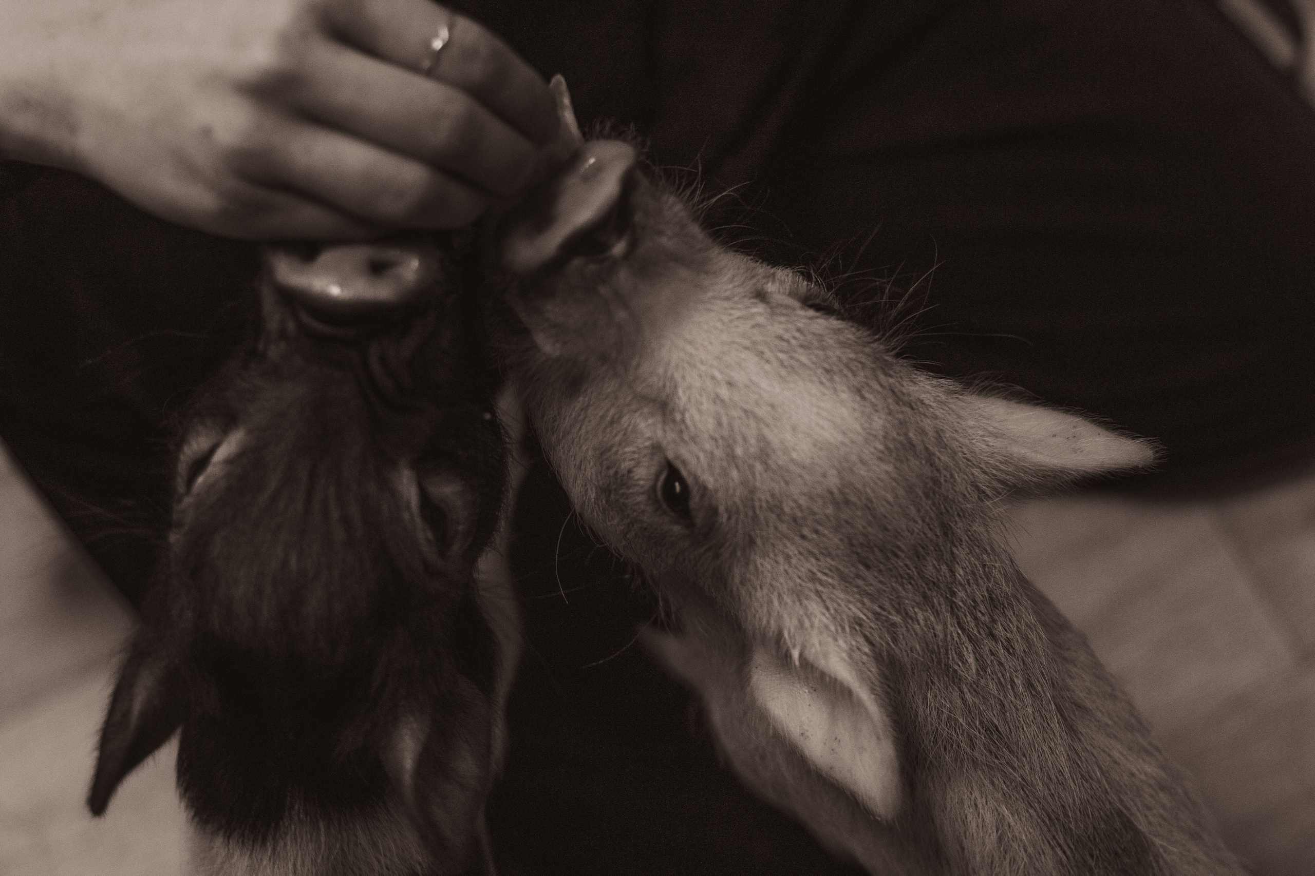 Хрюшки хрюшечные. Фотограф Москва, портрет, стрит, репортаж. Художественная фотосессия