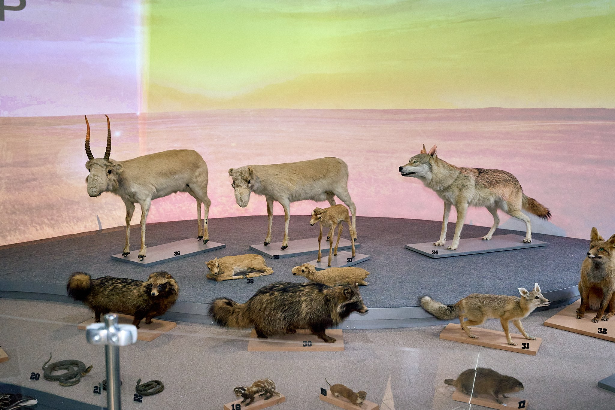 Элиста 08.2024. Петр Ступень. Свадебное, семейное фото и видео. Москва. Краснодар