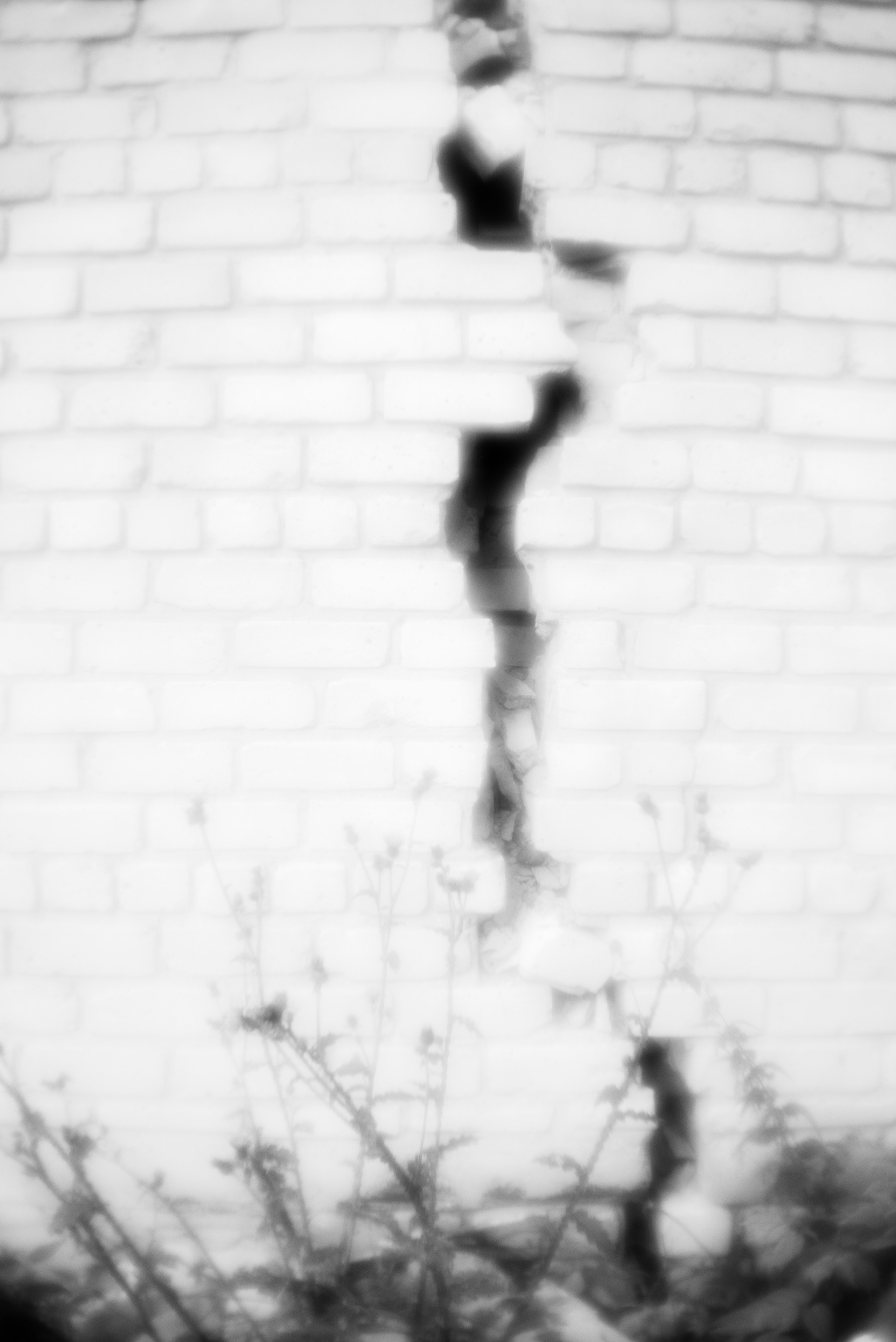 «Трава забвения»/ «The herb of oblivion» (2024-in progress). Morskyakanulavmorya