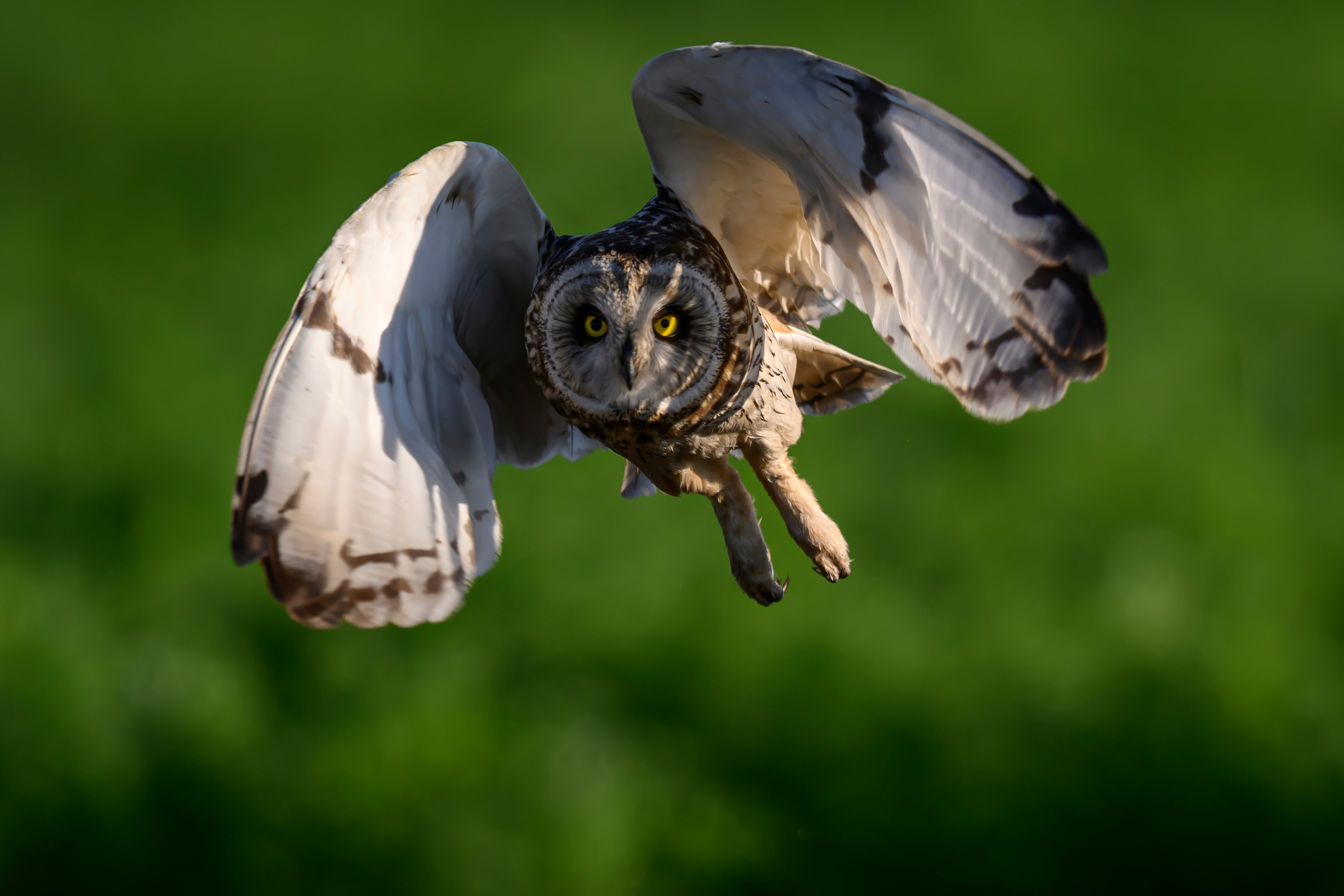 Сова и совята. Owl and owlets. Фотограф Сергей Пупонин