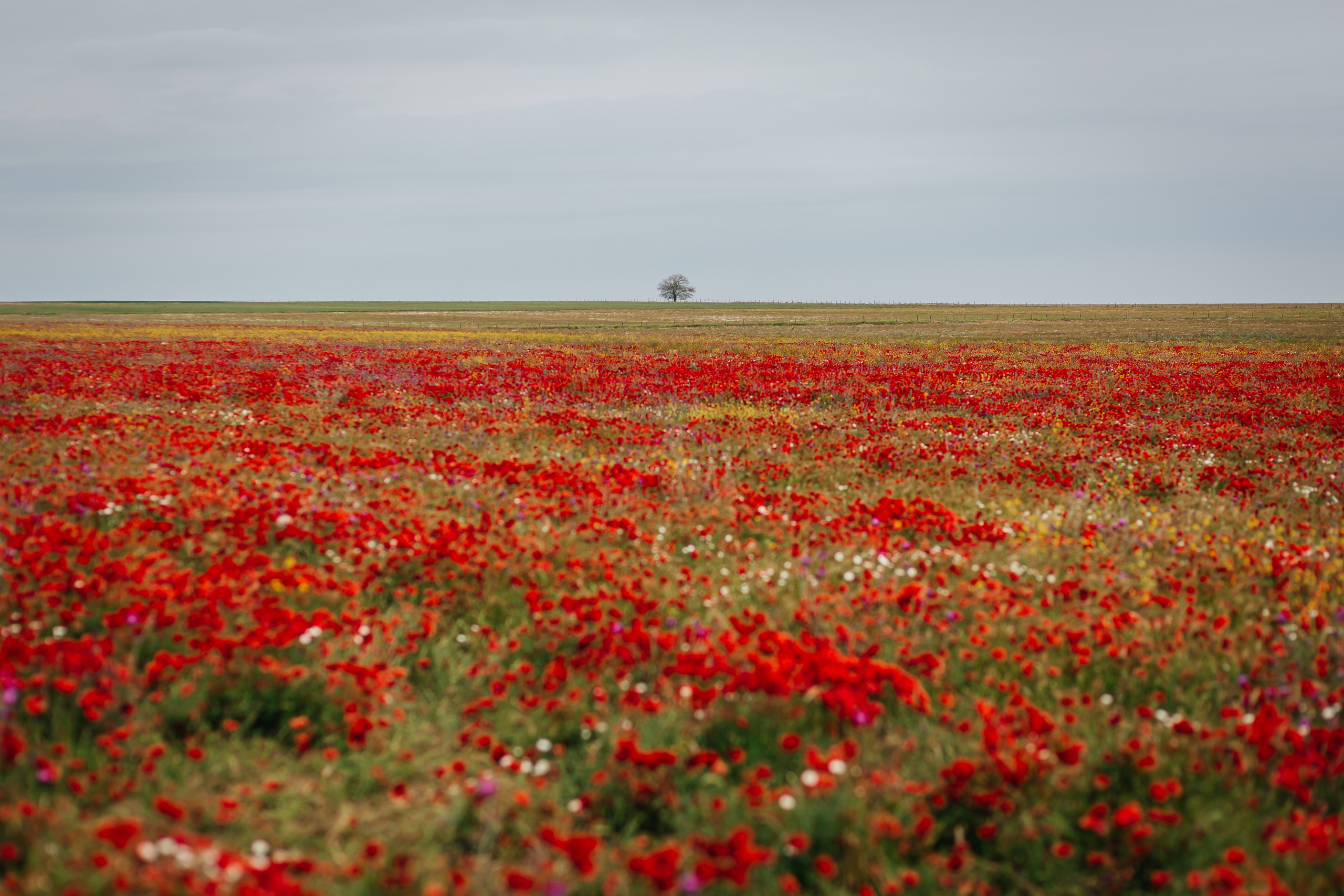 Пять длинных дней свадебного путешествия Тани и Миши в Дагестане. Wedding, romantic photo, family holidays. Workshops