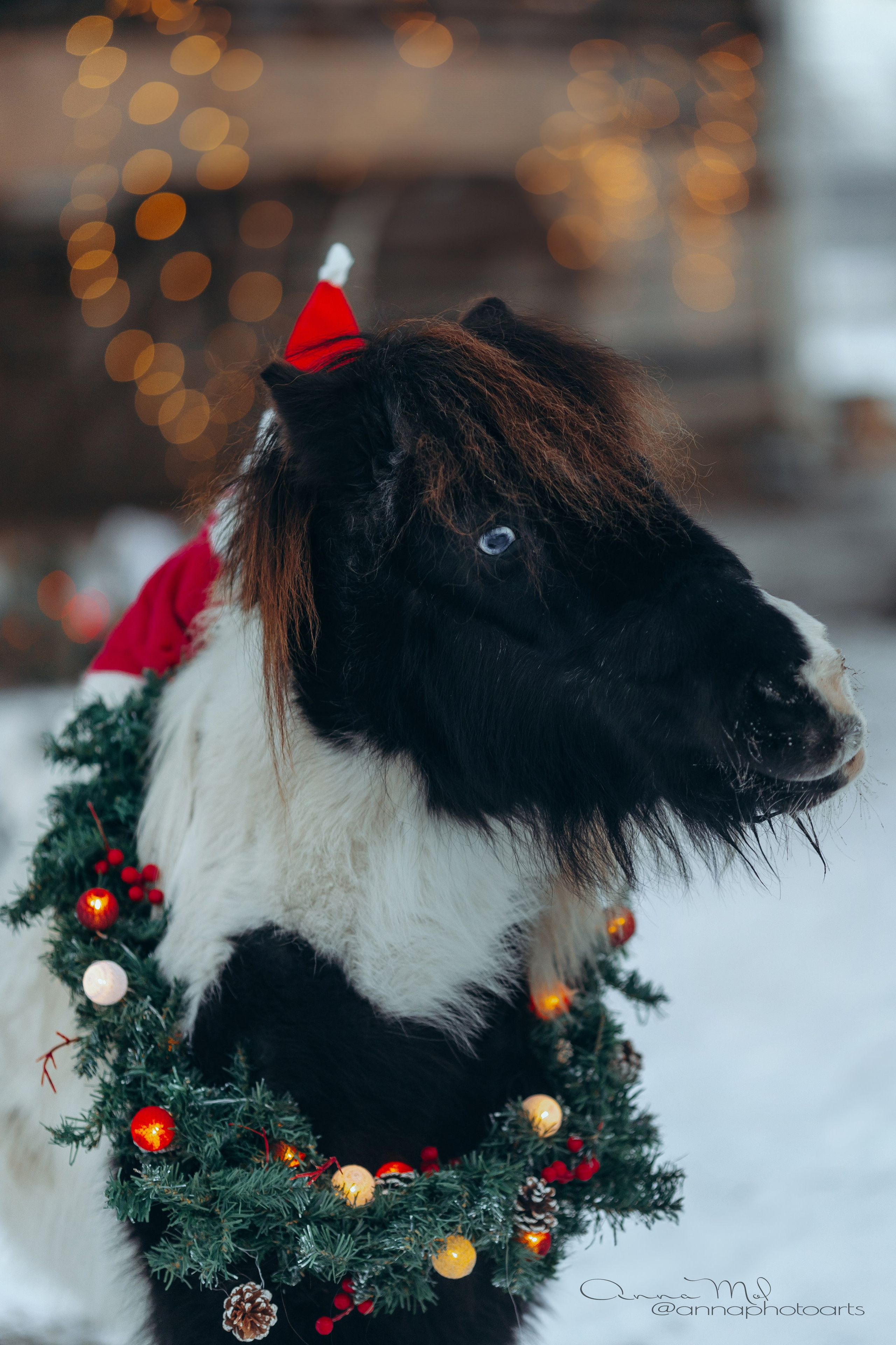 Тариф новогодний 2024. Анна Молчанова конный фотограф в Тюмени | фотосессии с лошадьми Тюмень