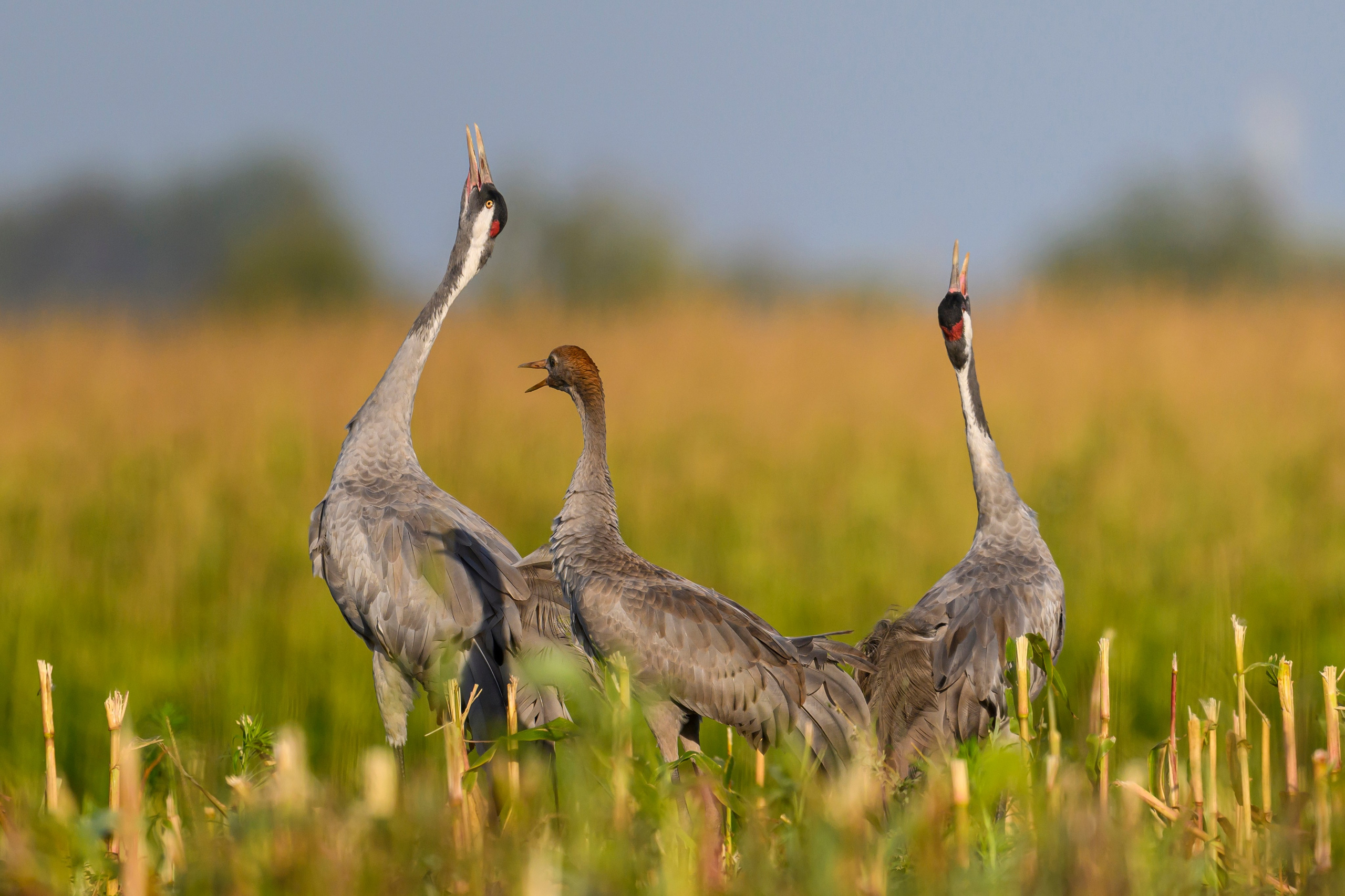 Журавли. Фотограф Сергей Пупонин