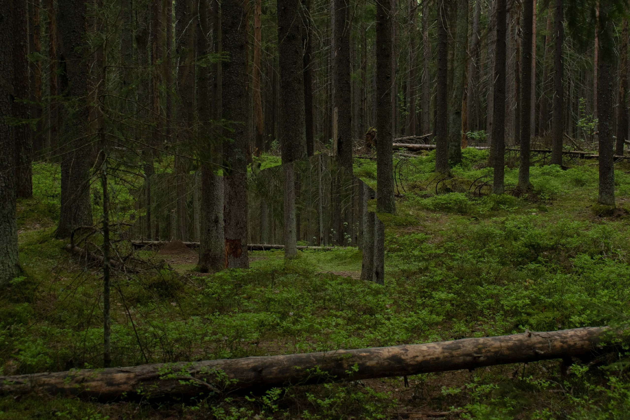 Displacements. Maria Pilkevich